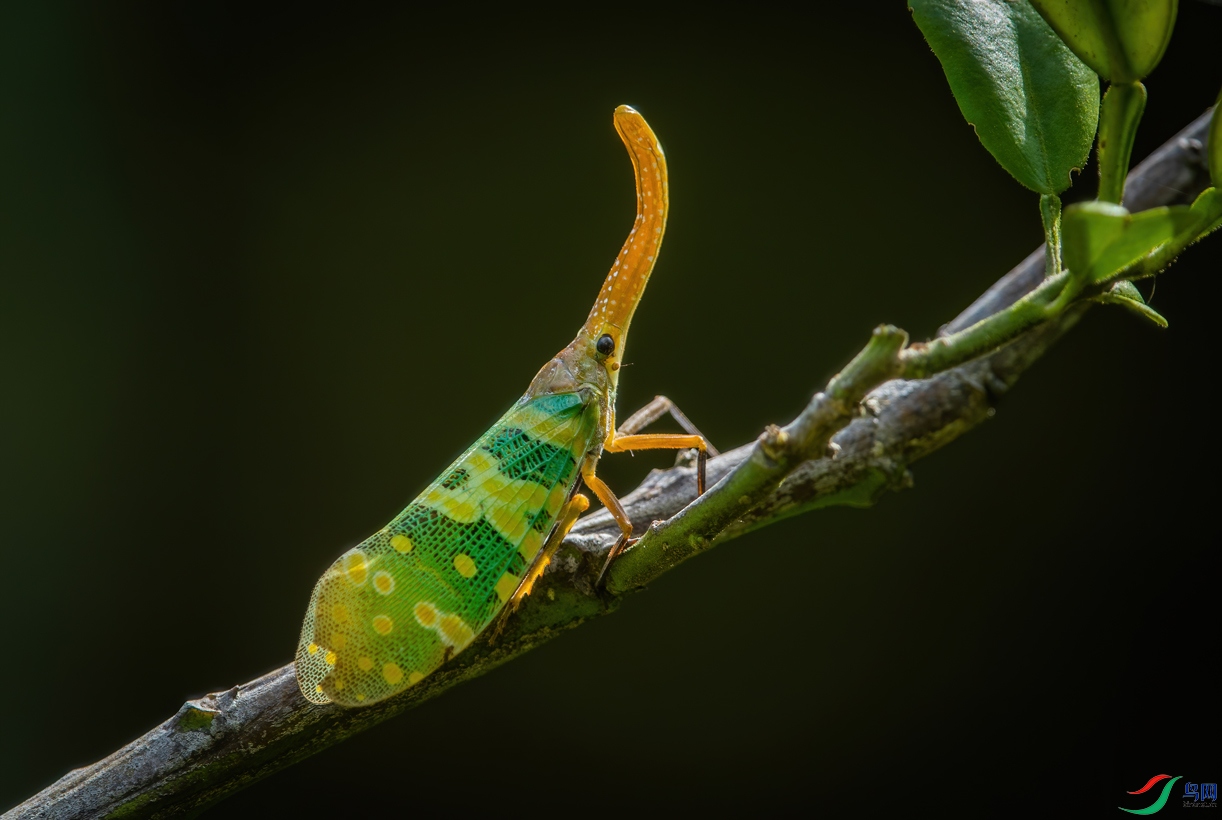 AAB_8556-DeNoiseAI-denoise����.jpg