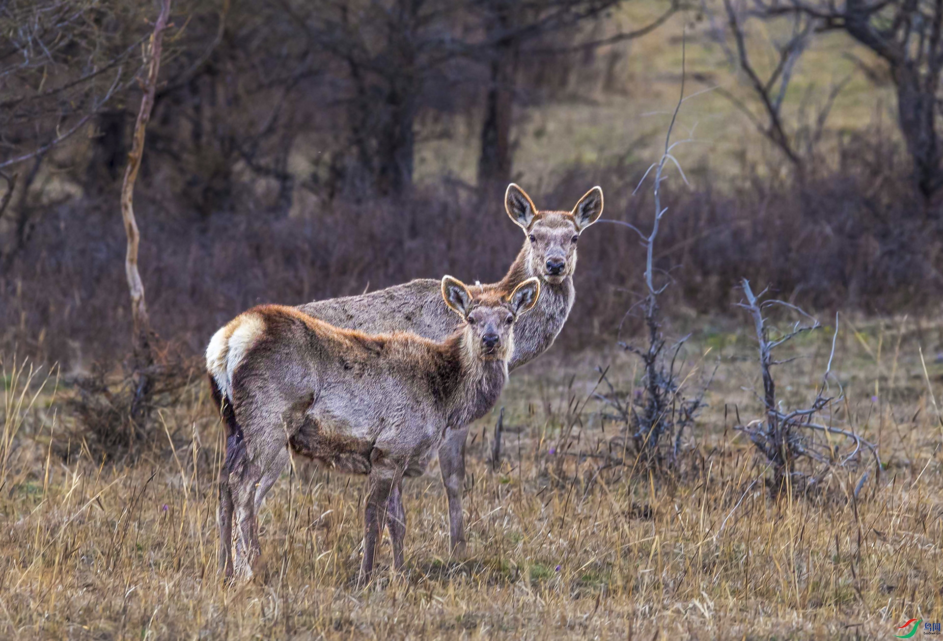 DSC_4866-1.jpg