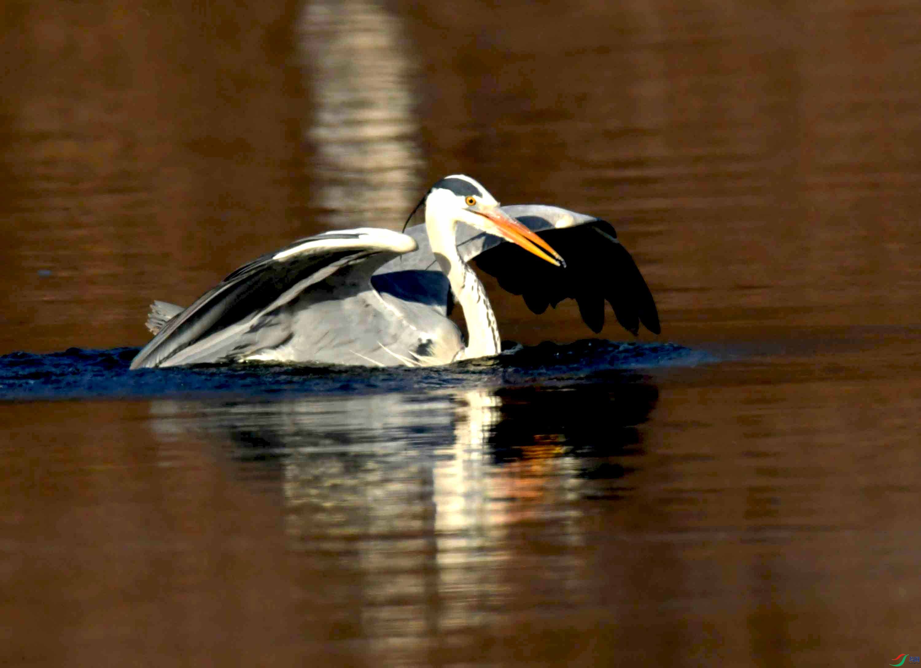 DSC_0335.JPG