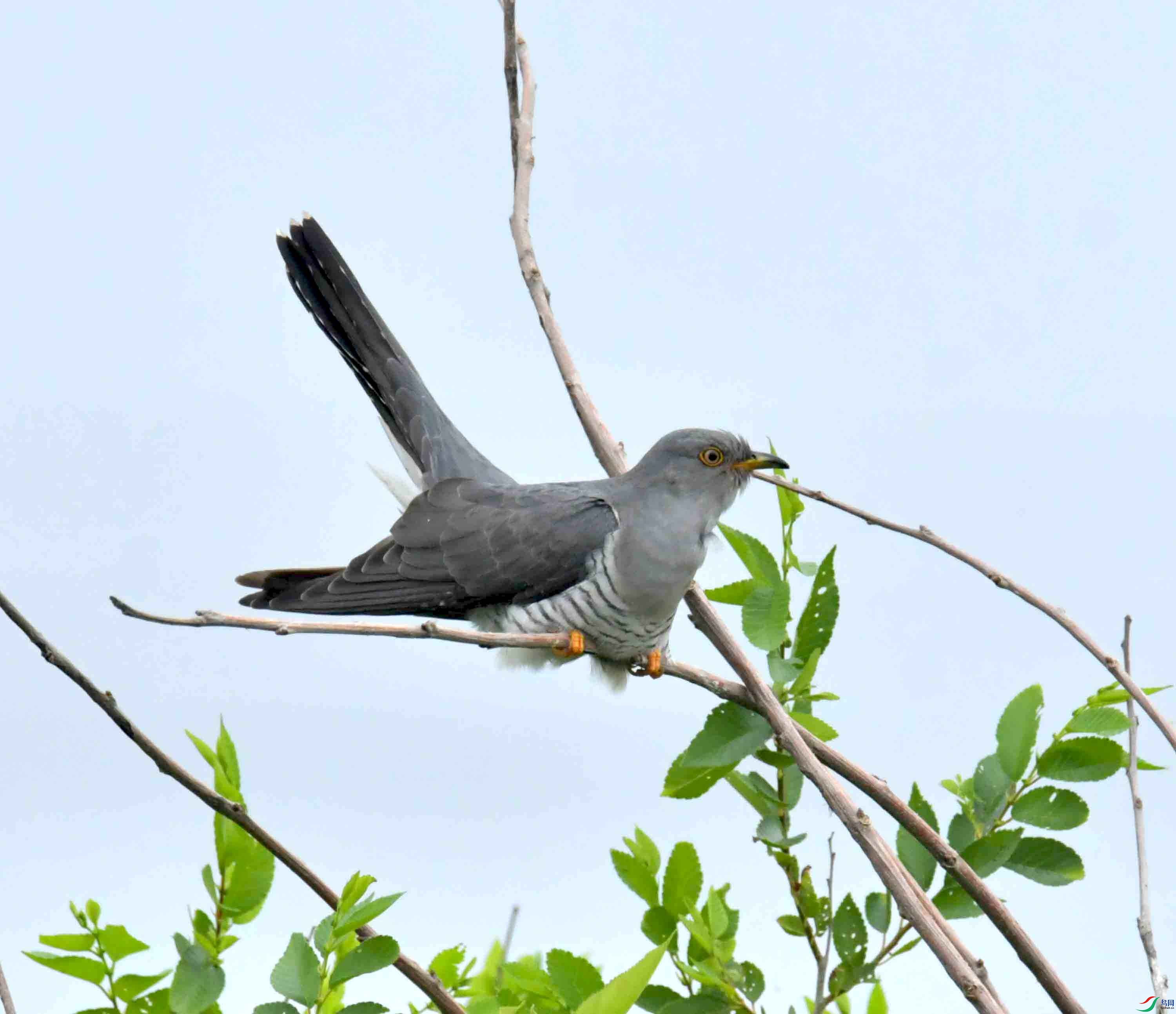 DSC_9524.JPG