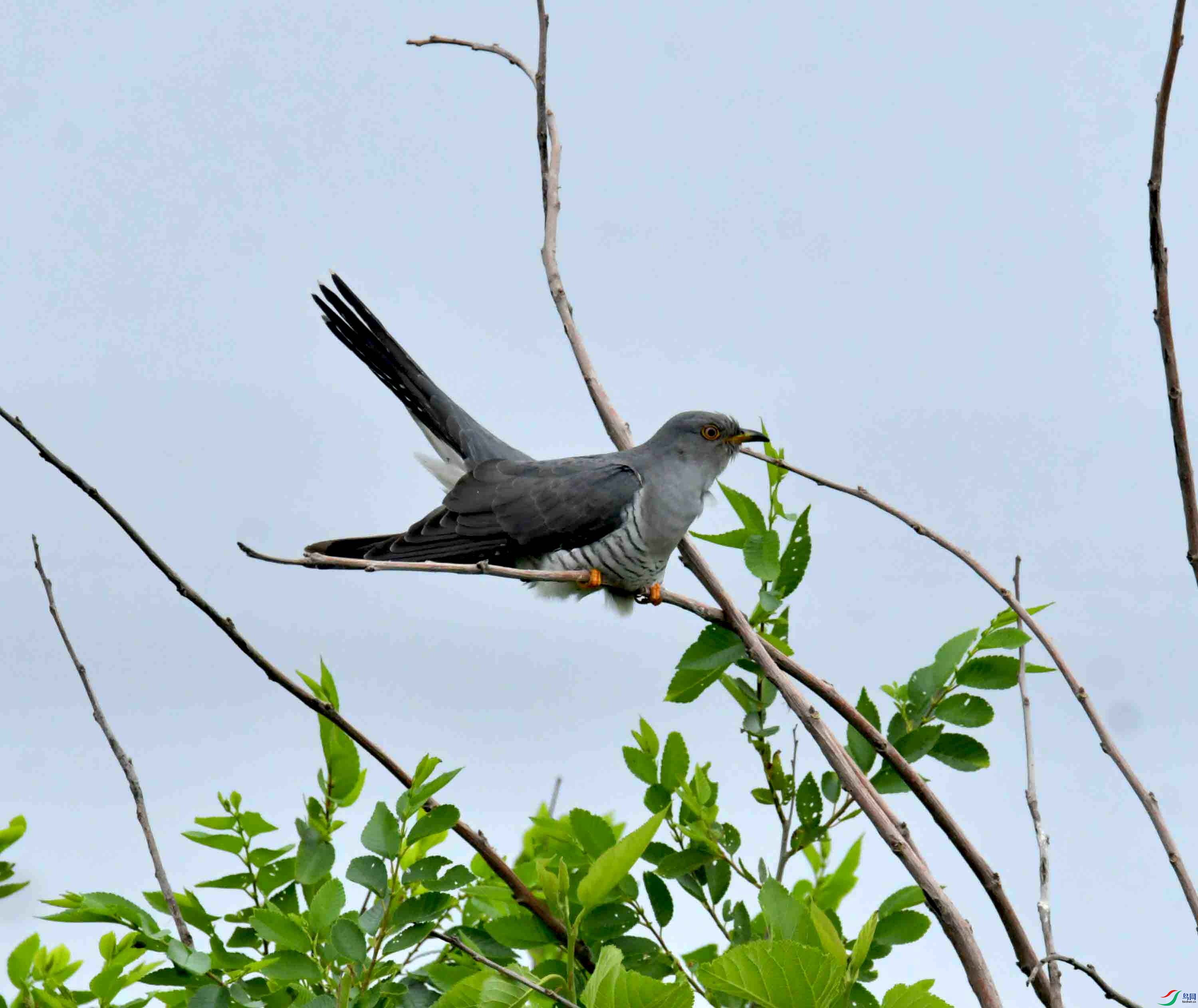 DSC_9525.JPG