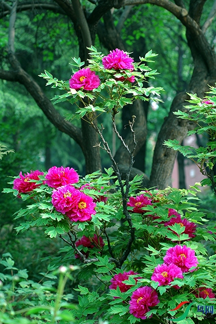 ���涷�� (2).jpgС.jpg