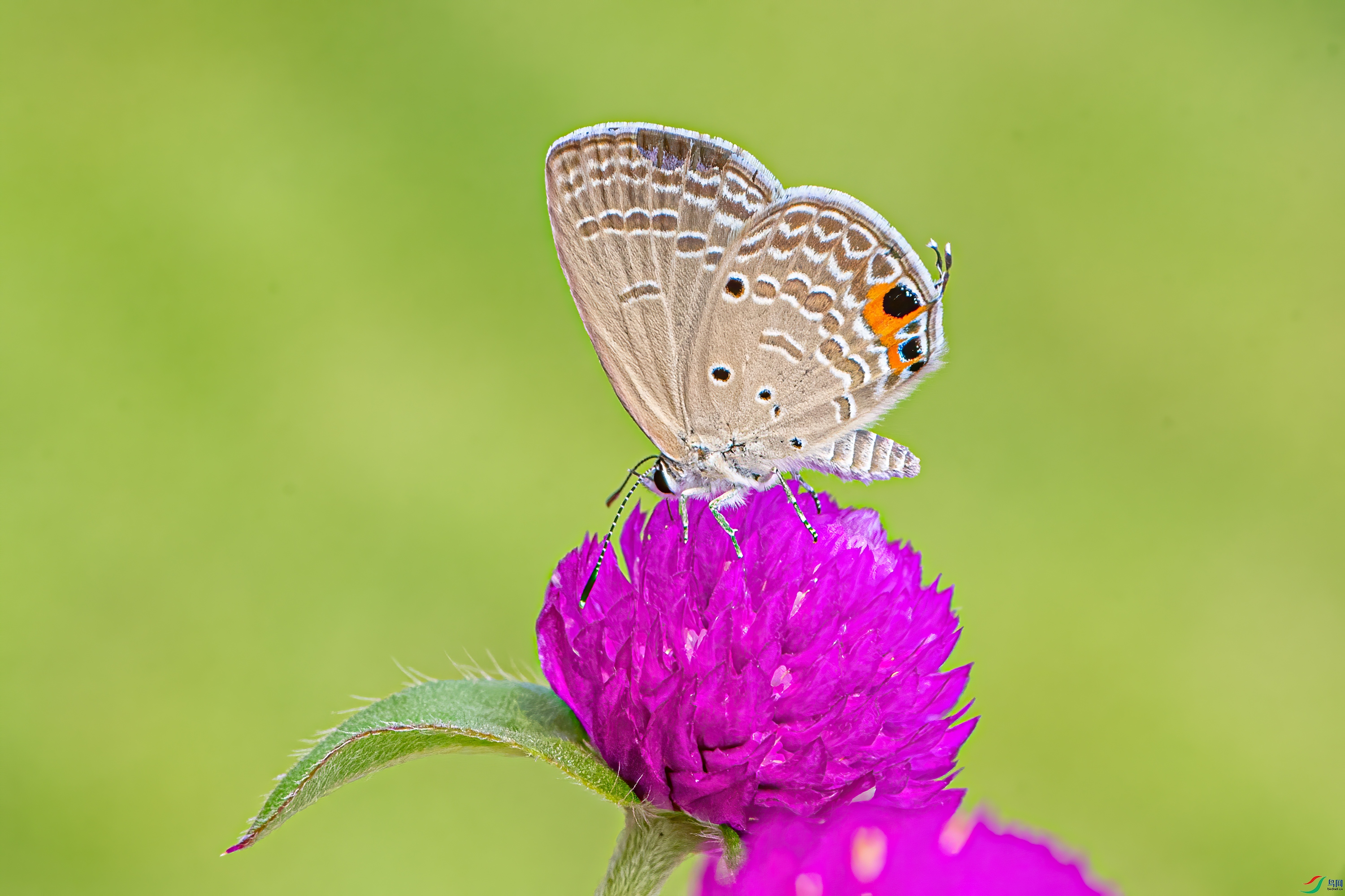 DSC_9428.jpg
