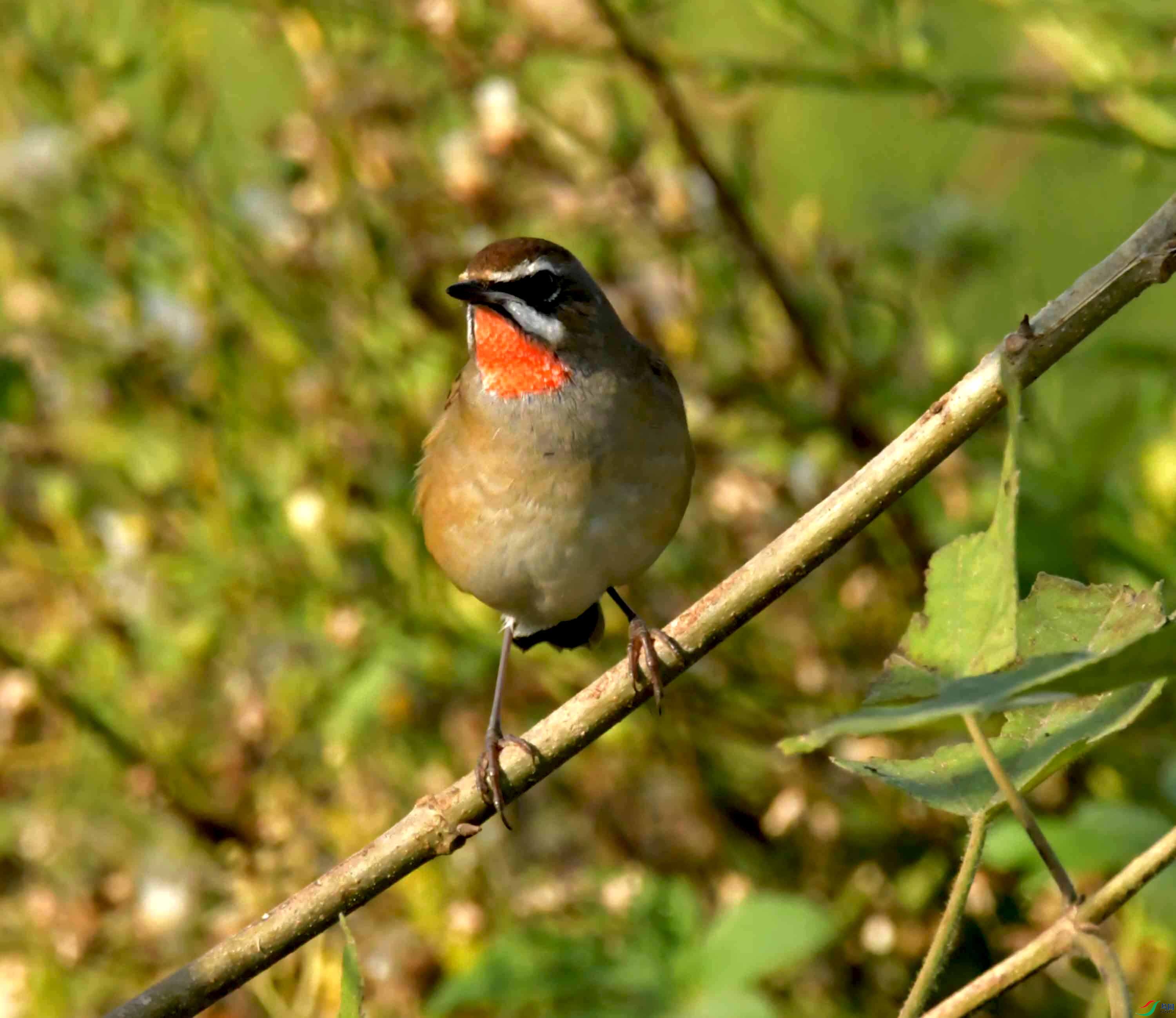 DSC_0976.JPG