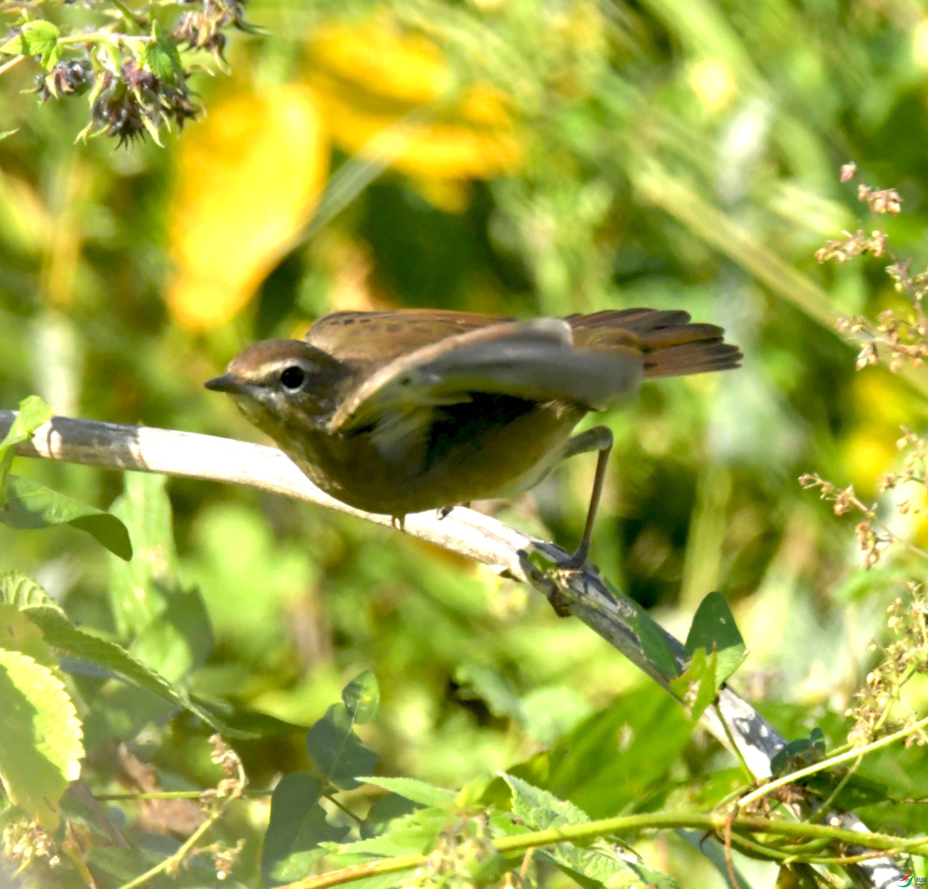 DSC_9011.JPG