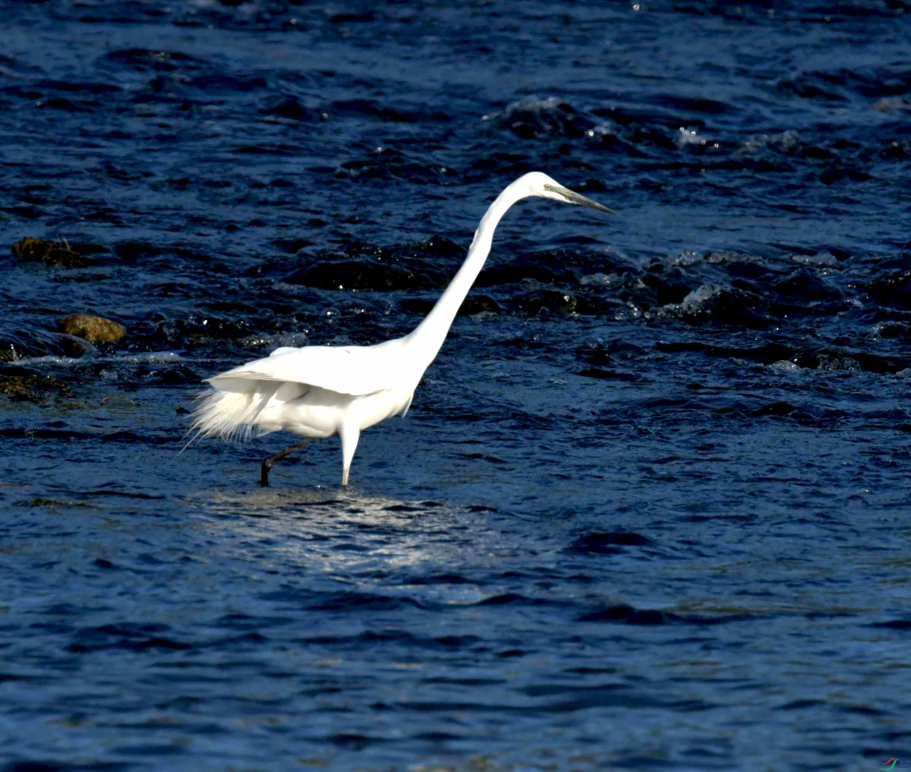 DSC_9680.JPG