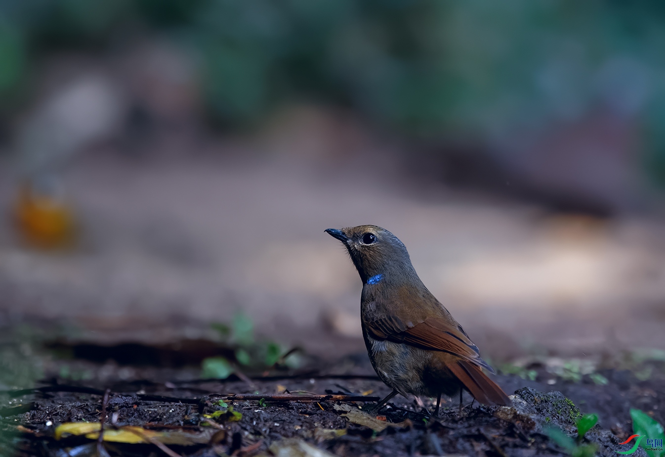 DSC_7622_DxOa.jpg