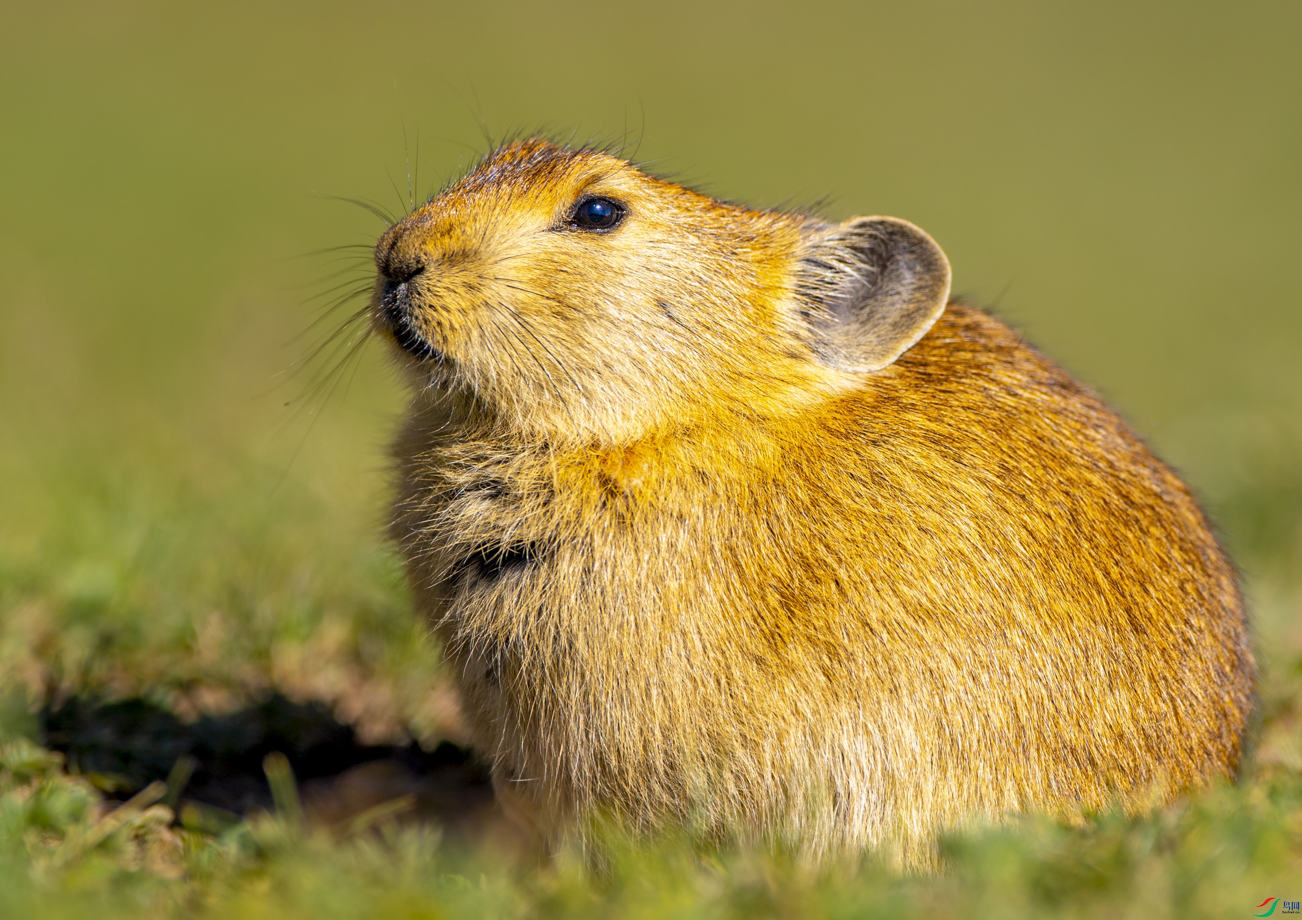 DSC_6209С�һ�.JPG