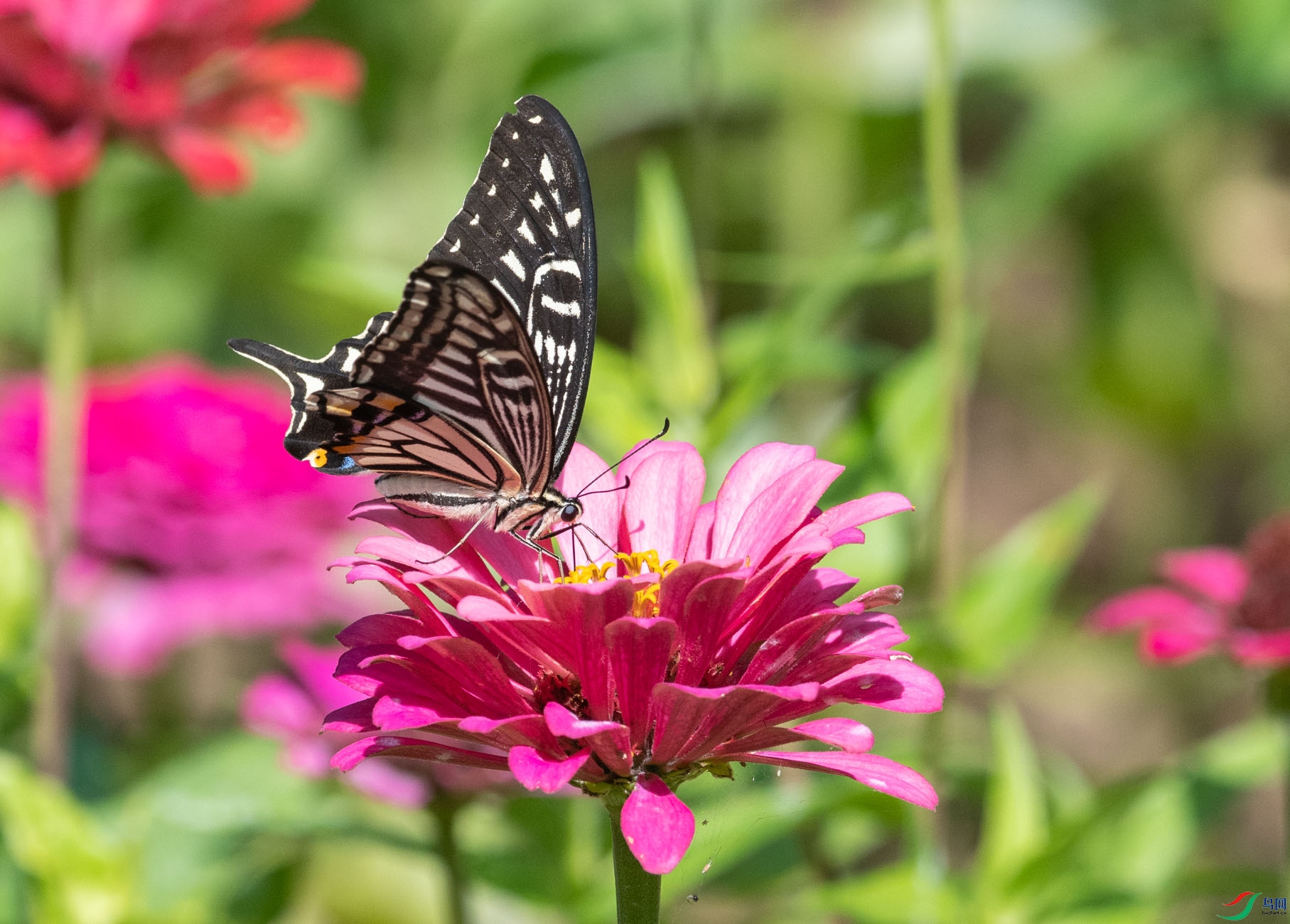 DSC_3774.jpg