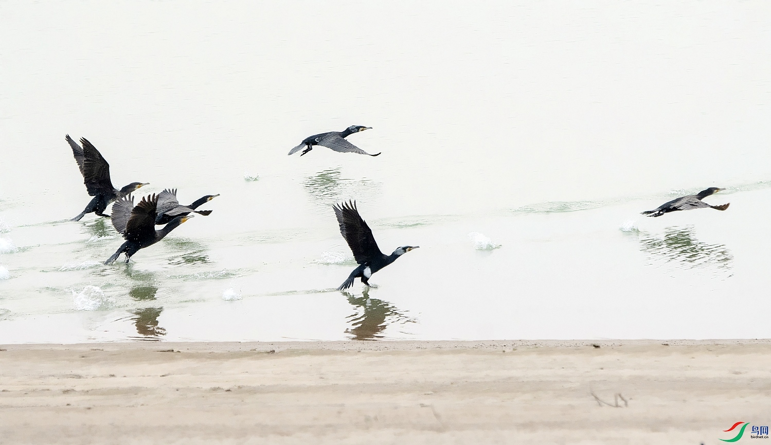DSC_9514---_conew1.jpg