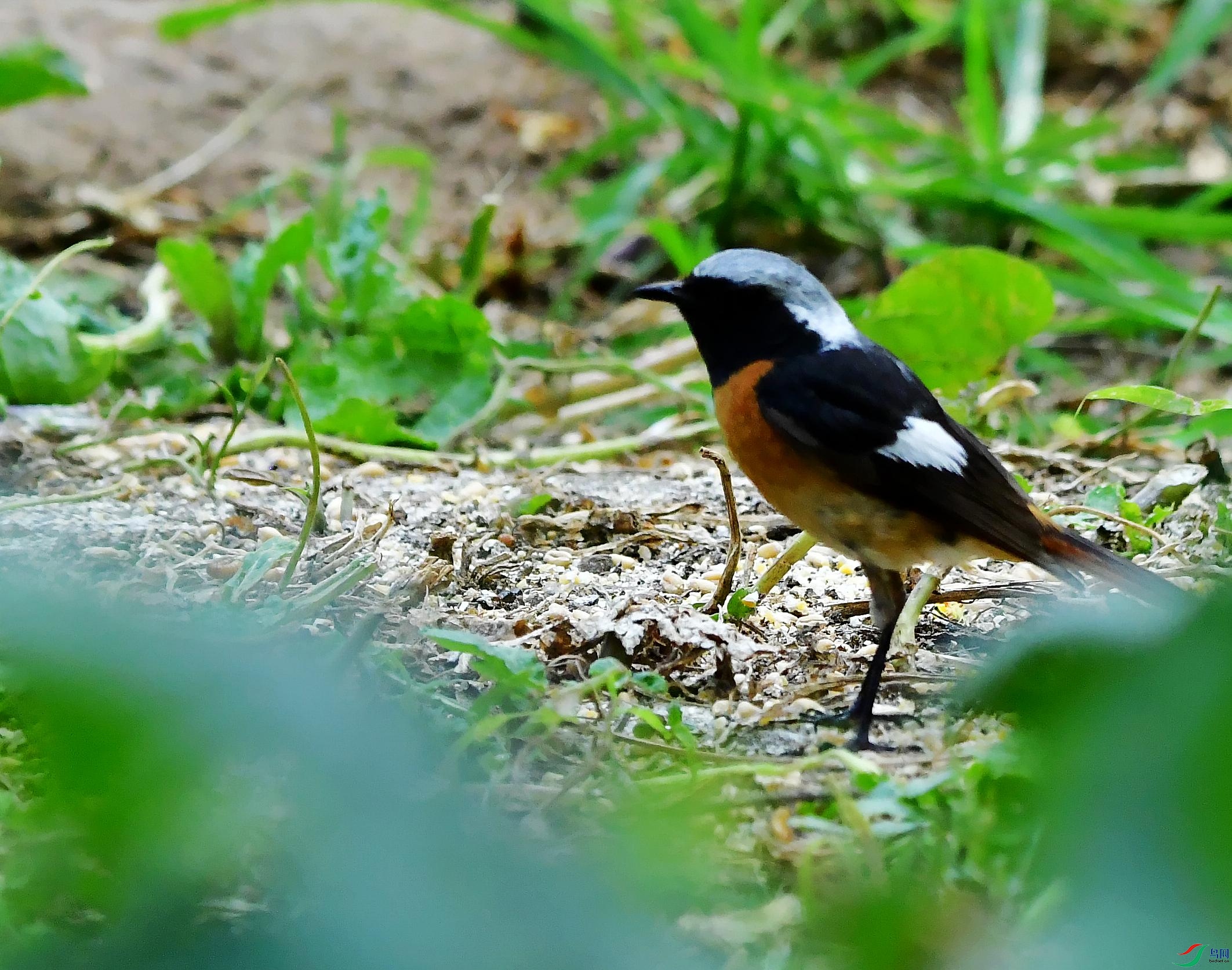 DSC_2421_conew1.jpg