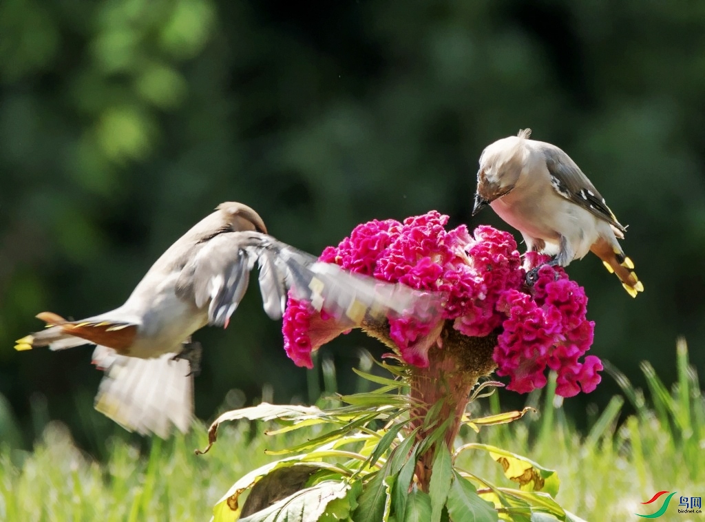 conew_dsc_1148---_conew1.jpg