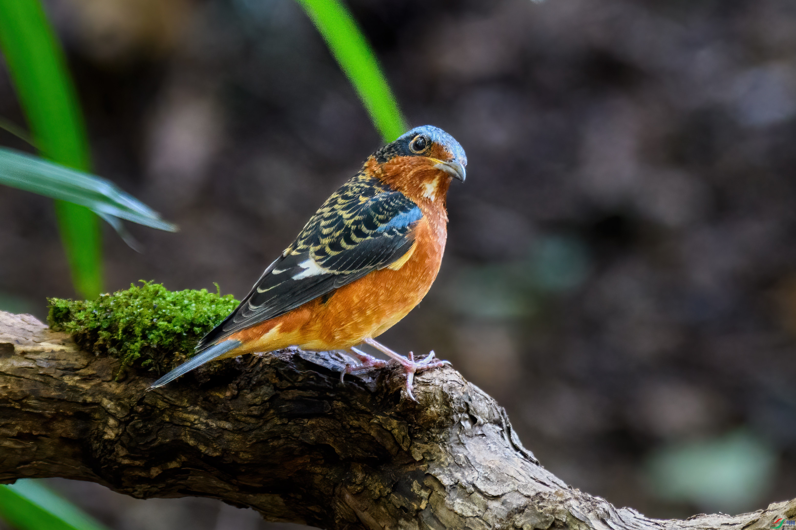 �׺��������