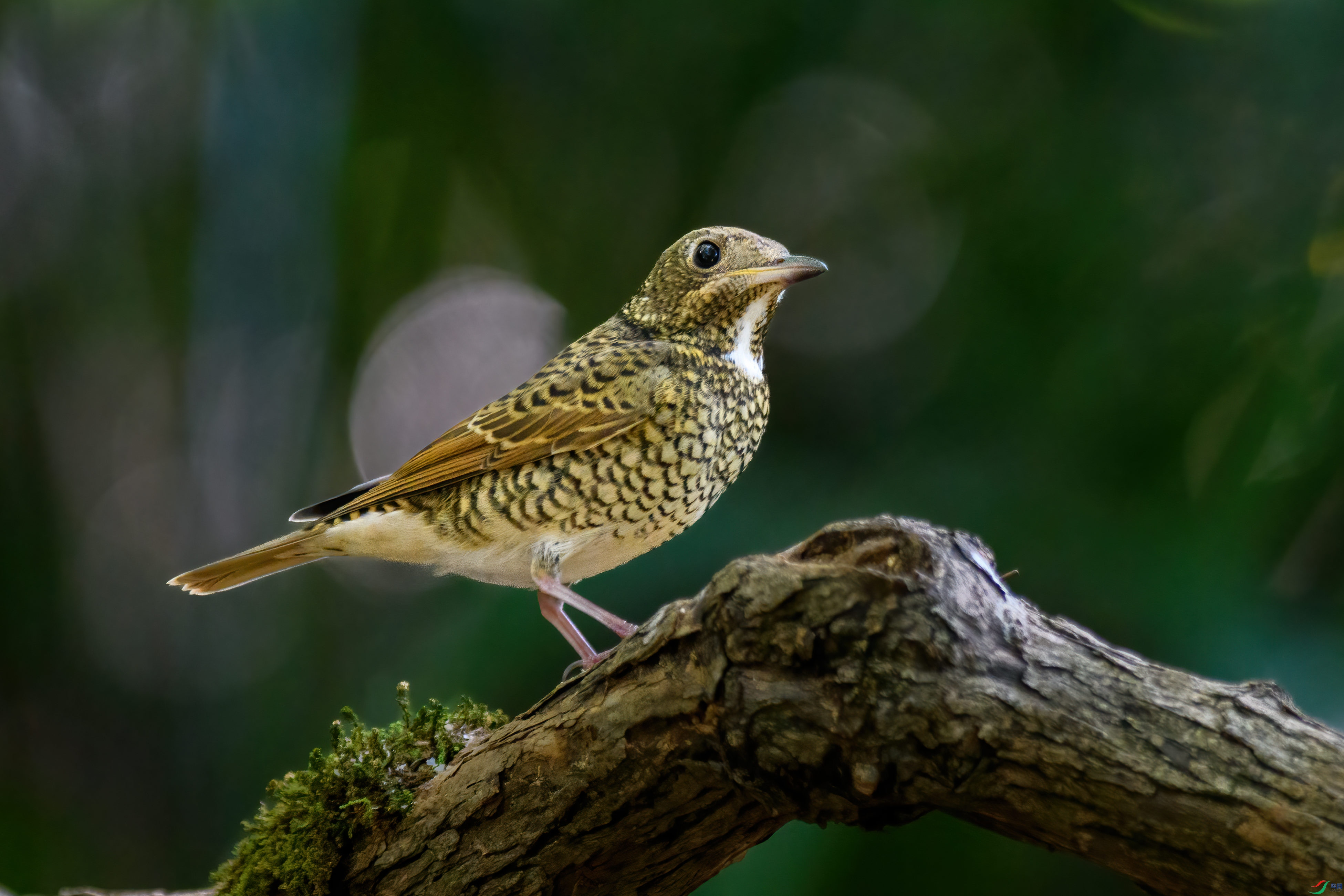 �׺�������