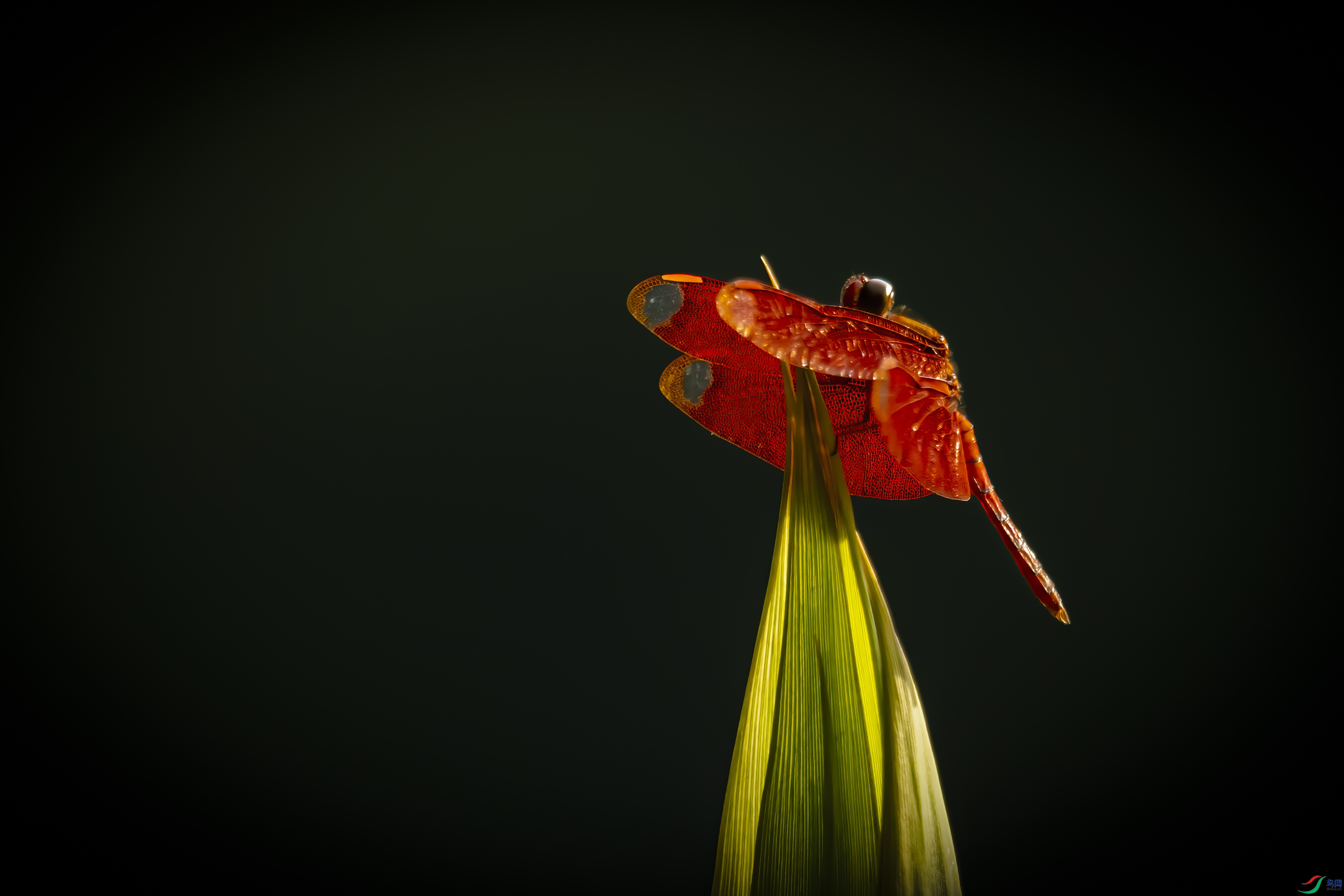 DSC_4591.jpg