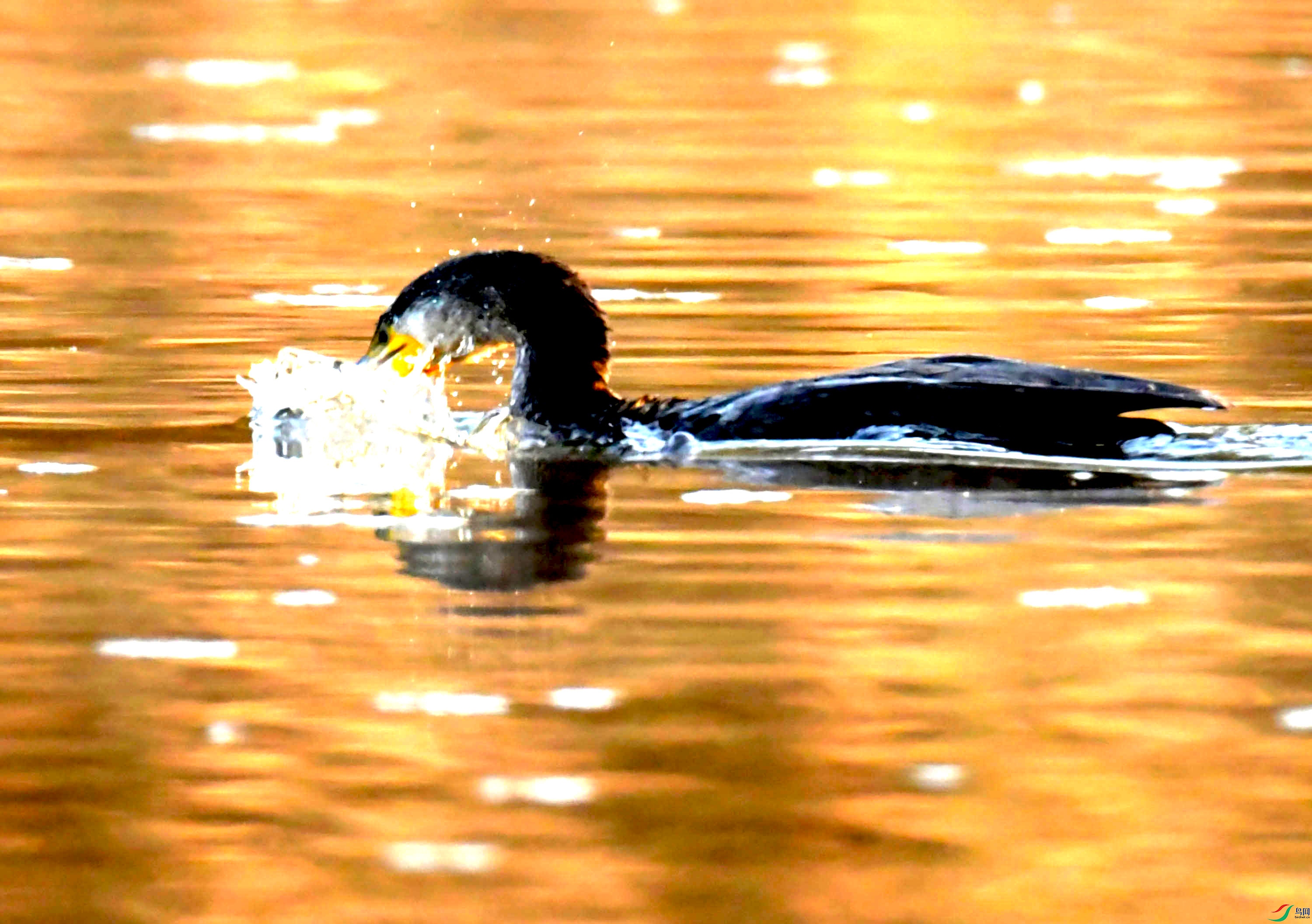 DSC_2582.JPG