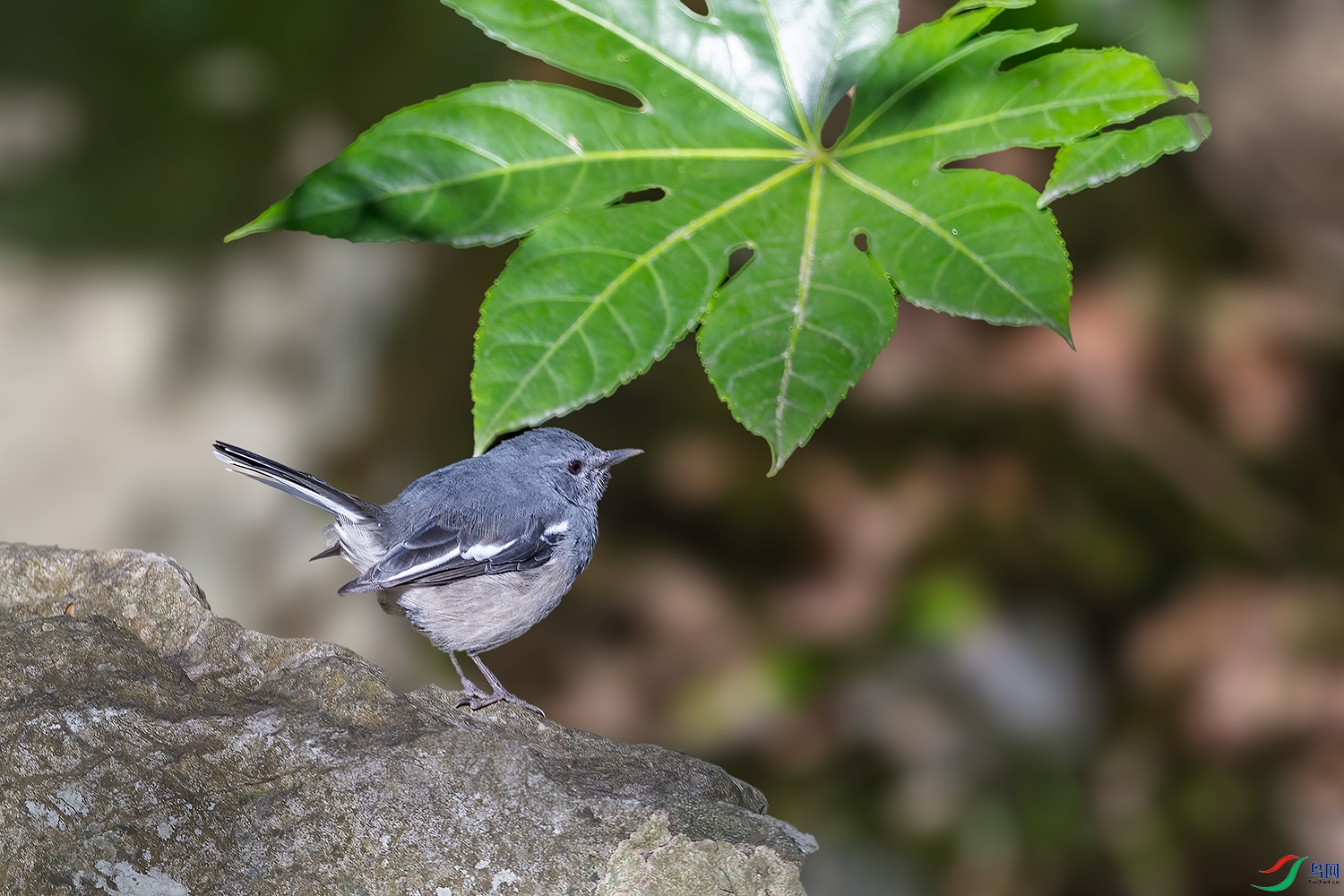 DSC_4063-2.jpg
