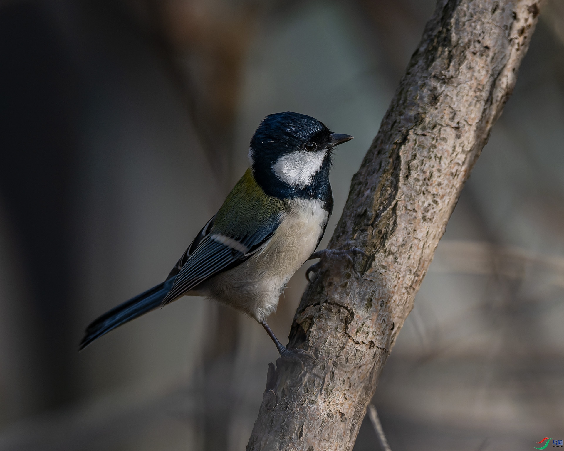 _DSC1623_DxO.jpg