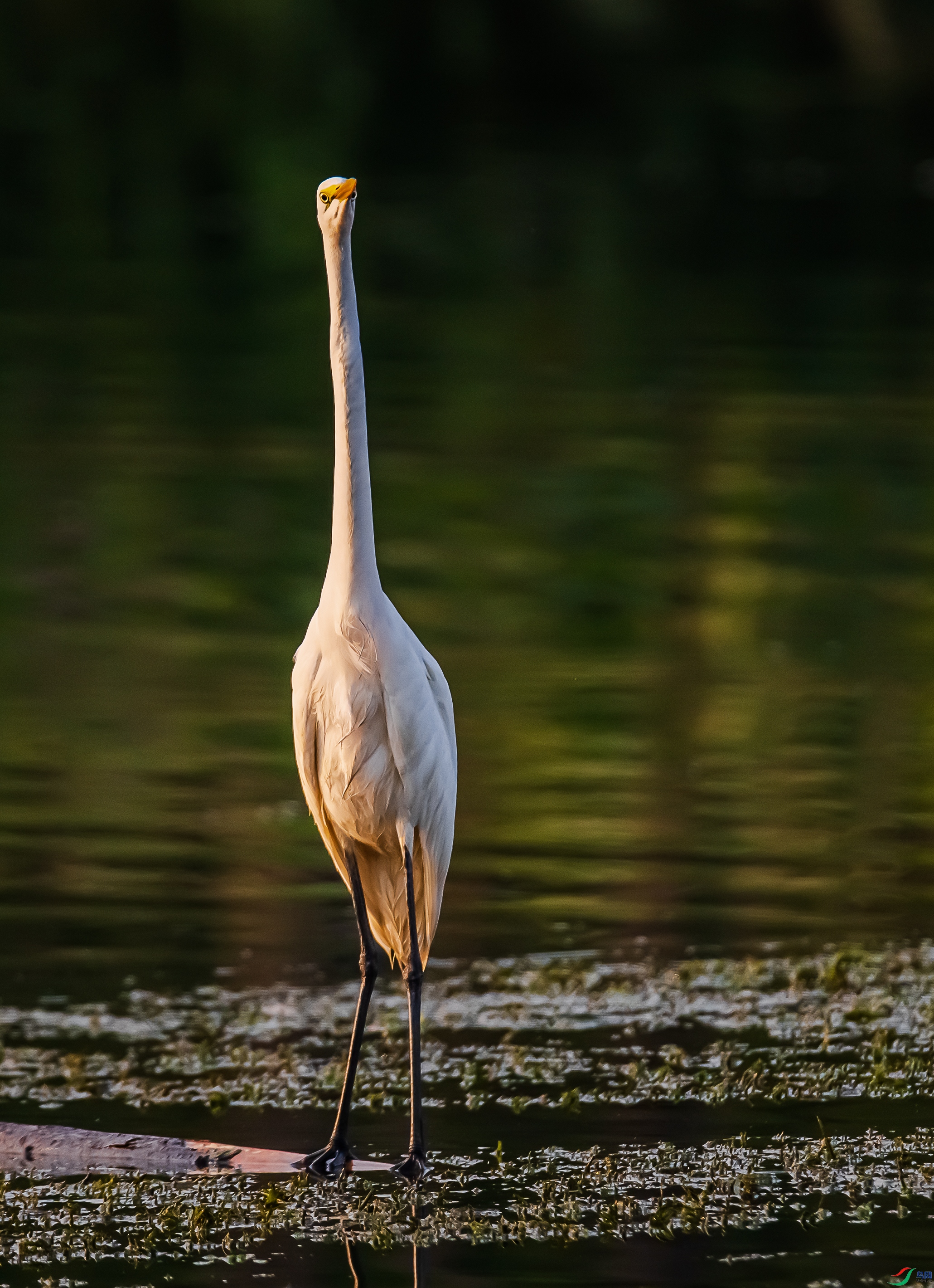 DSC_9992.jpg