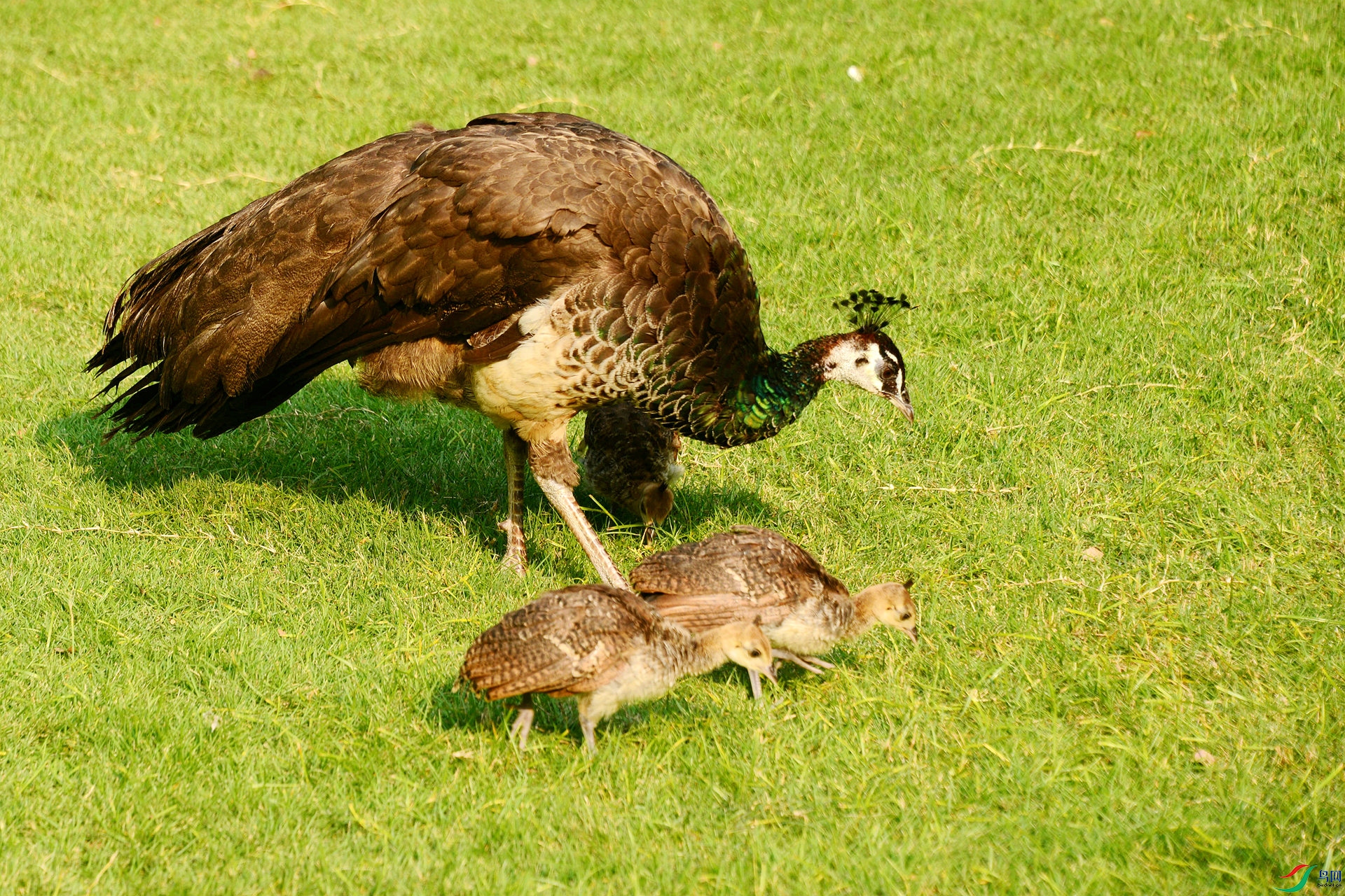 DSC_7775_����.jpg