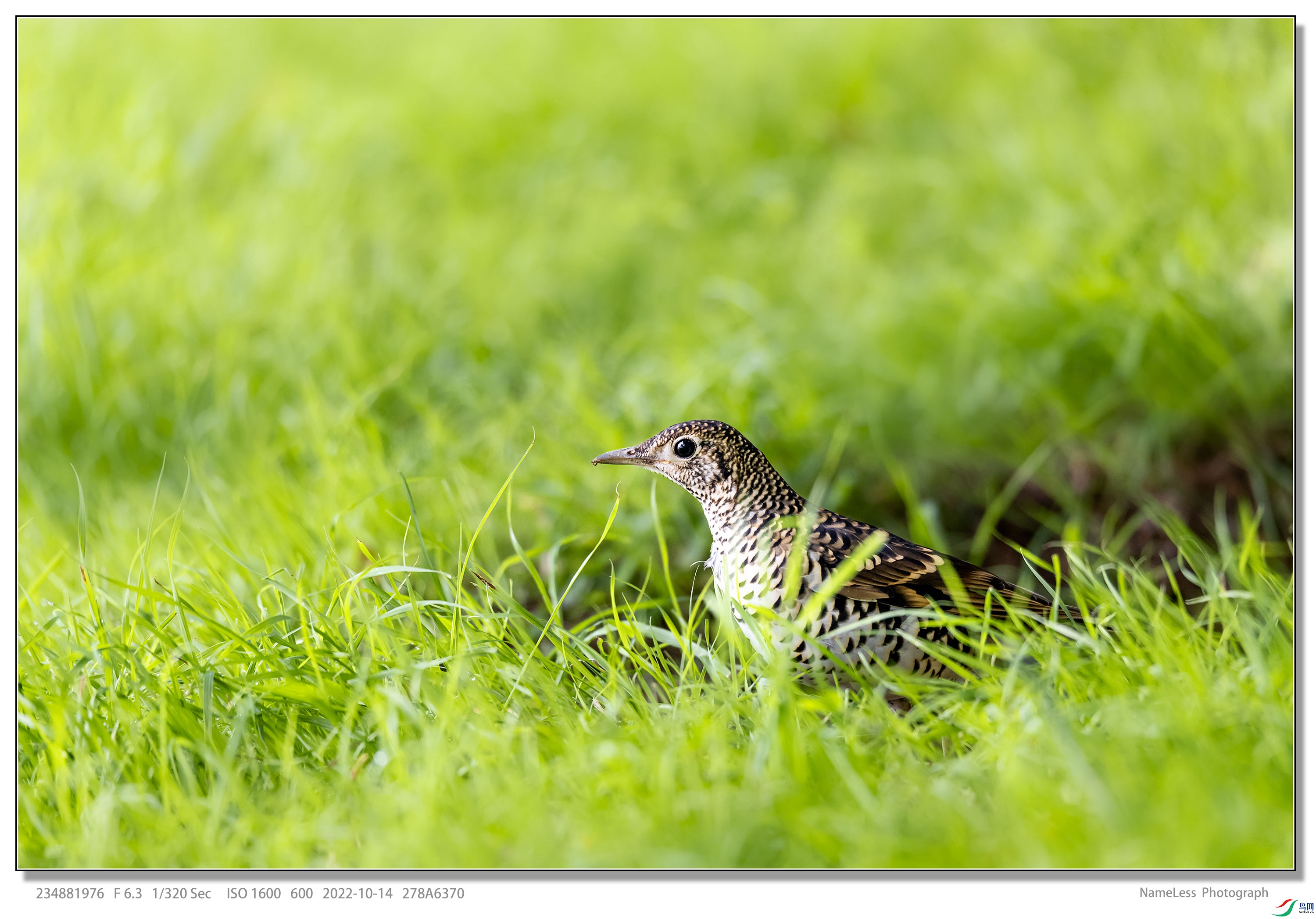 278A6370(1).jpg