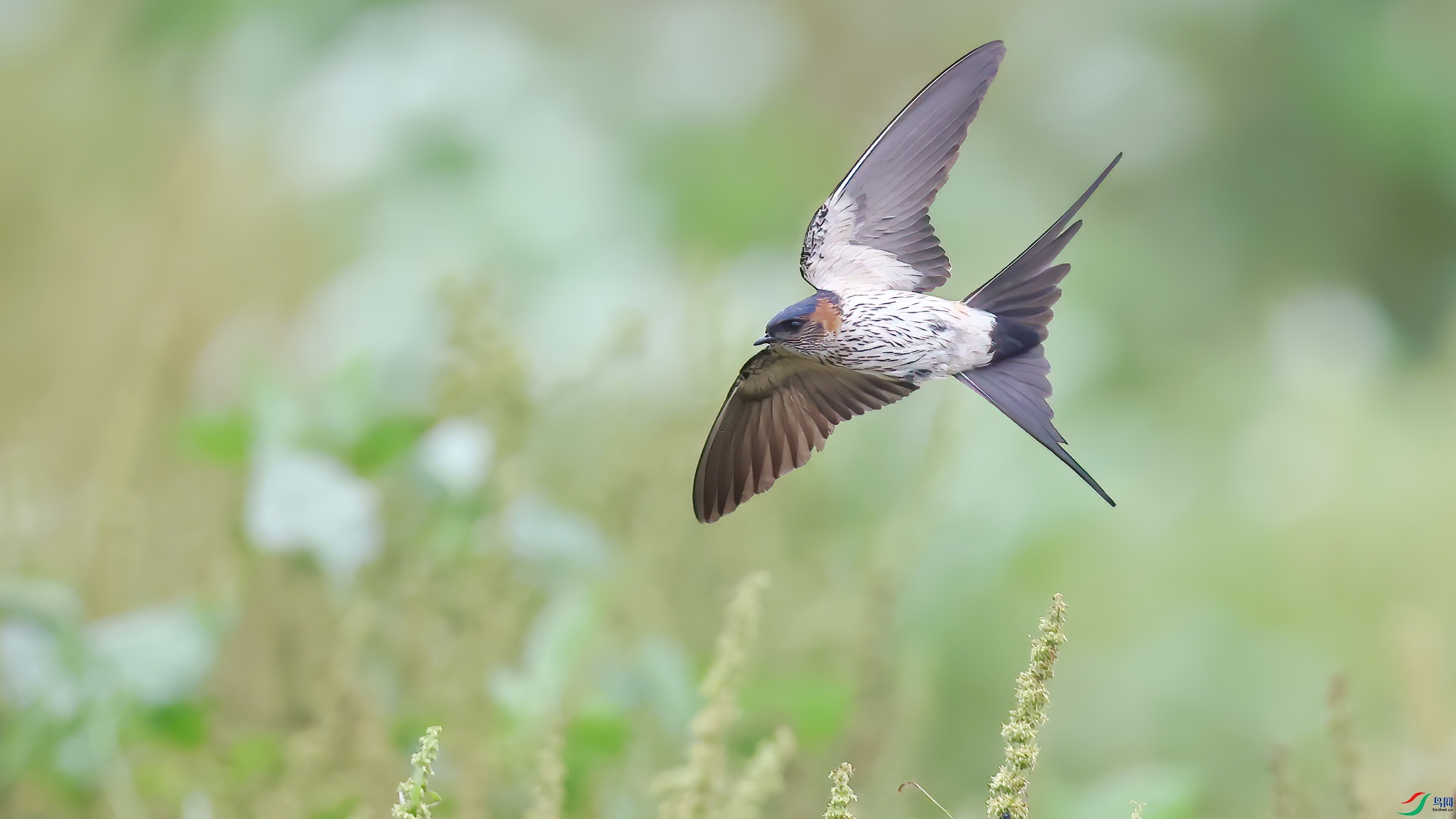 4C3A0440-1-DeNoiseAI-denoise (1)-1-1.jpg