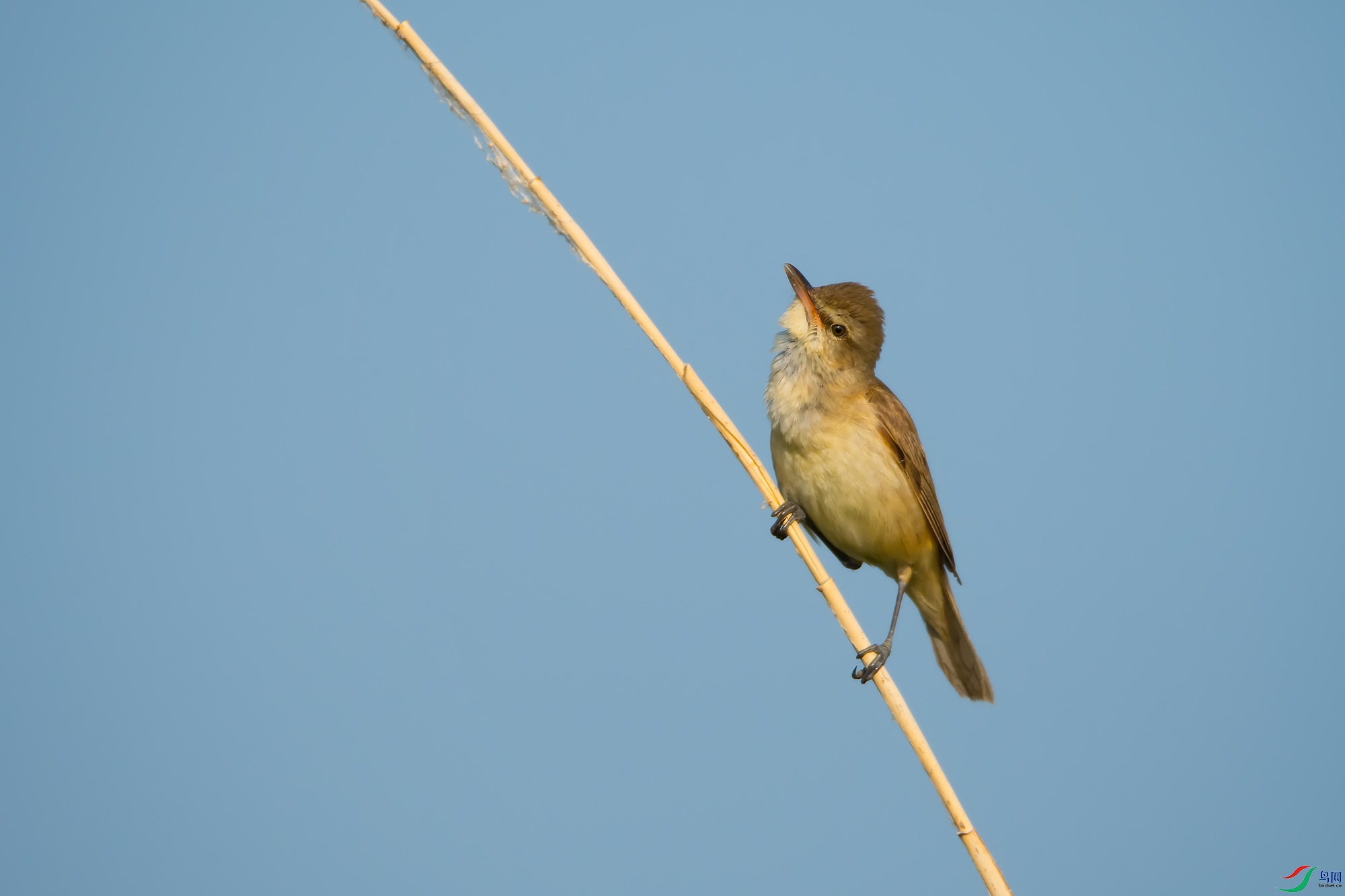 DSC_1313.jpg