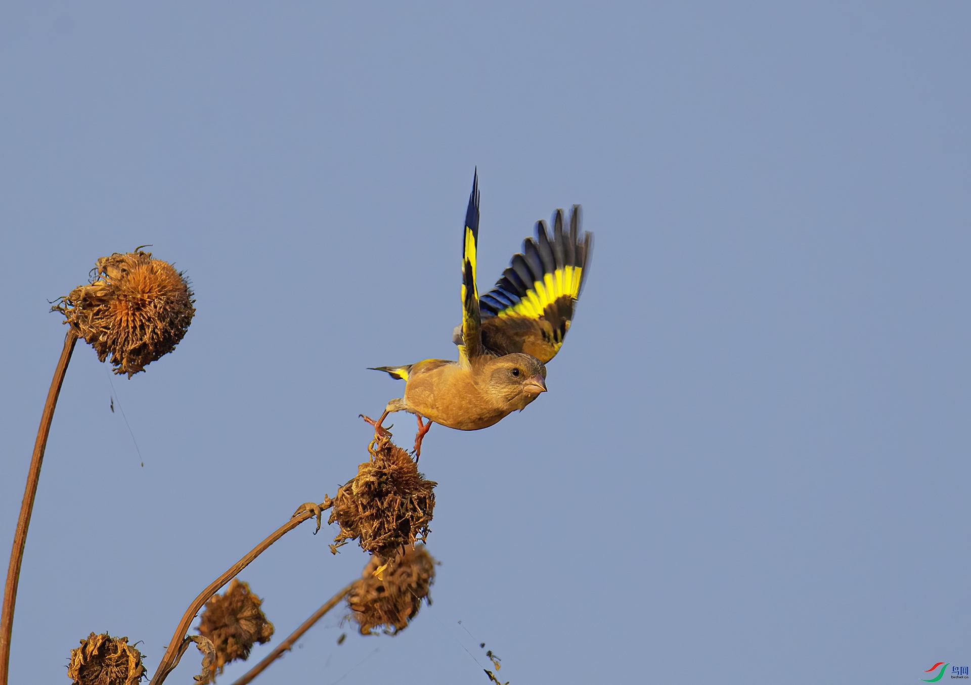 DSC_7241 -1.jpg