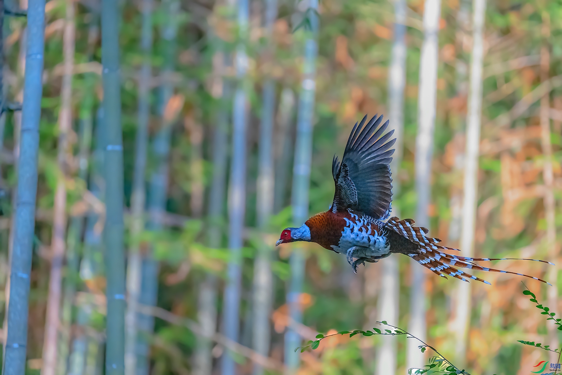 DSC_2378ABC.jpg