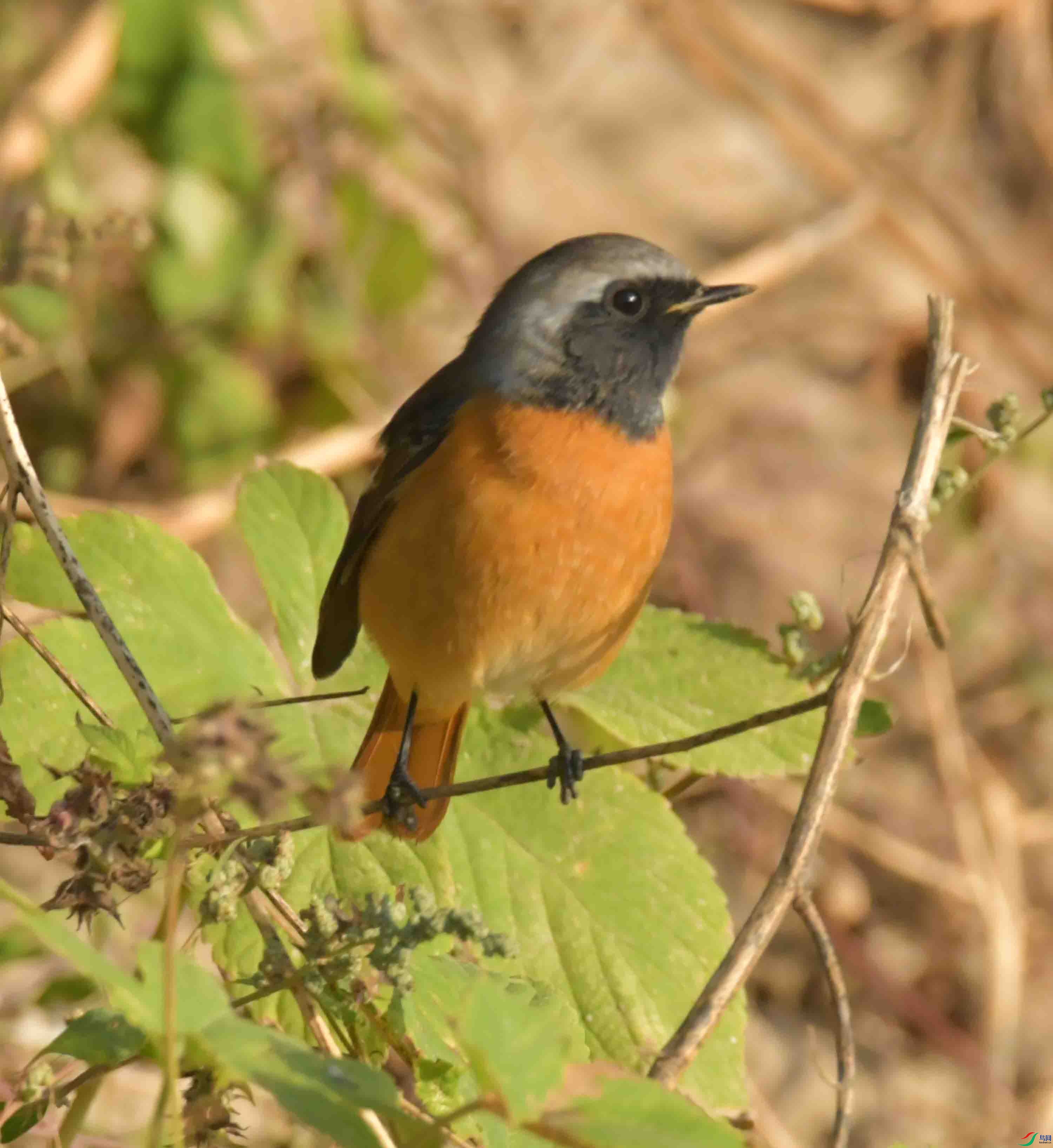 DSC_4529.JPG