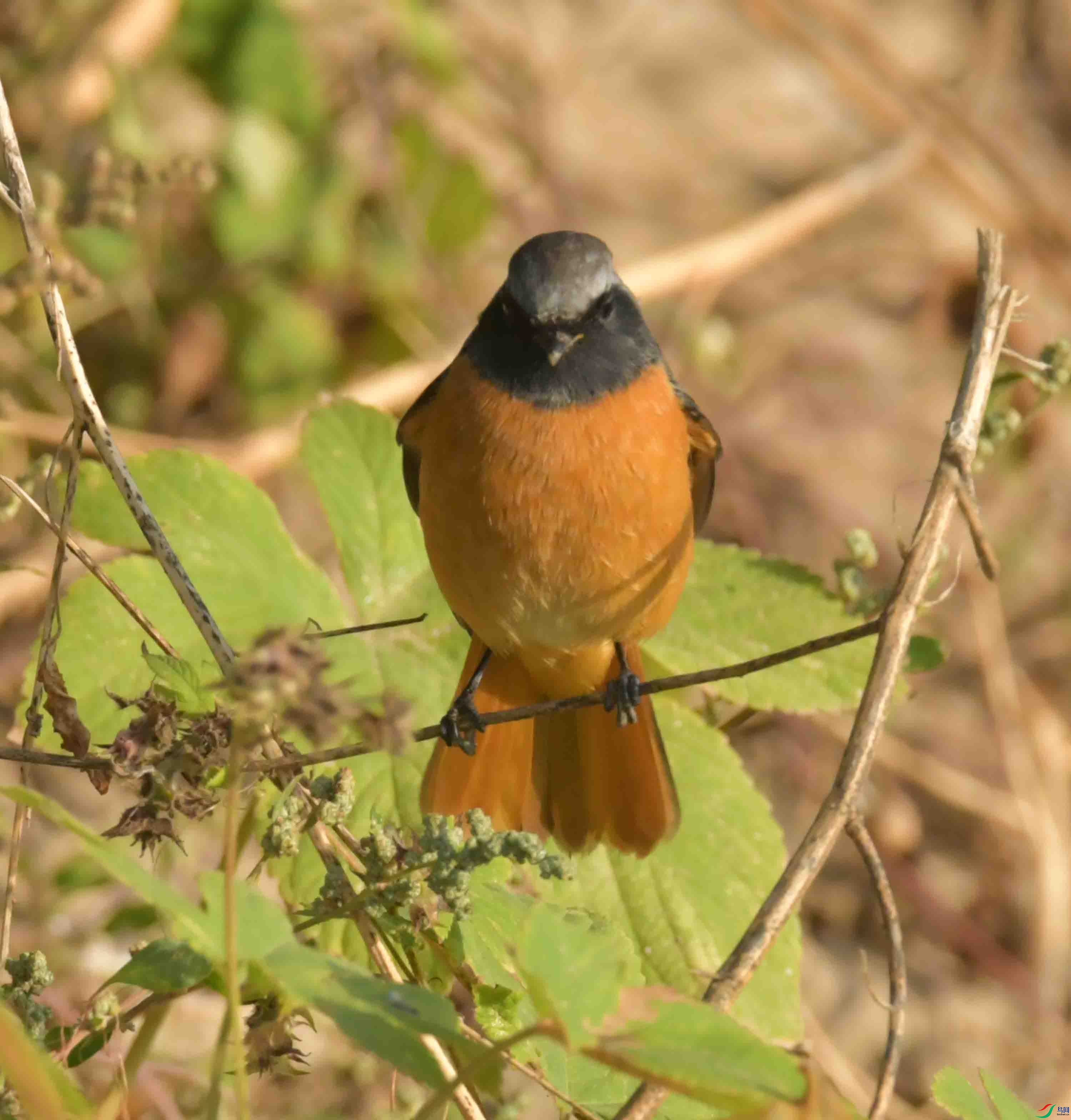 DSC_4523.JPG