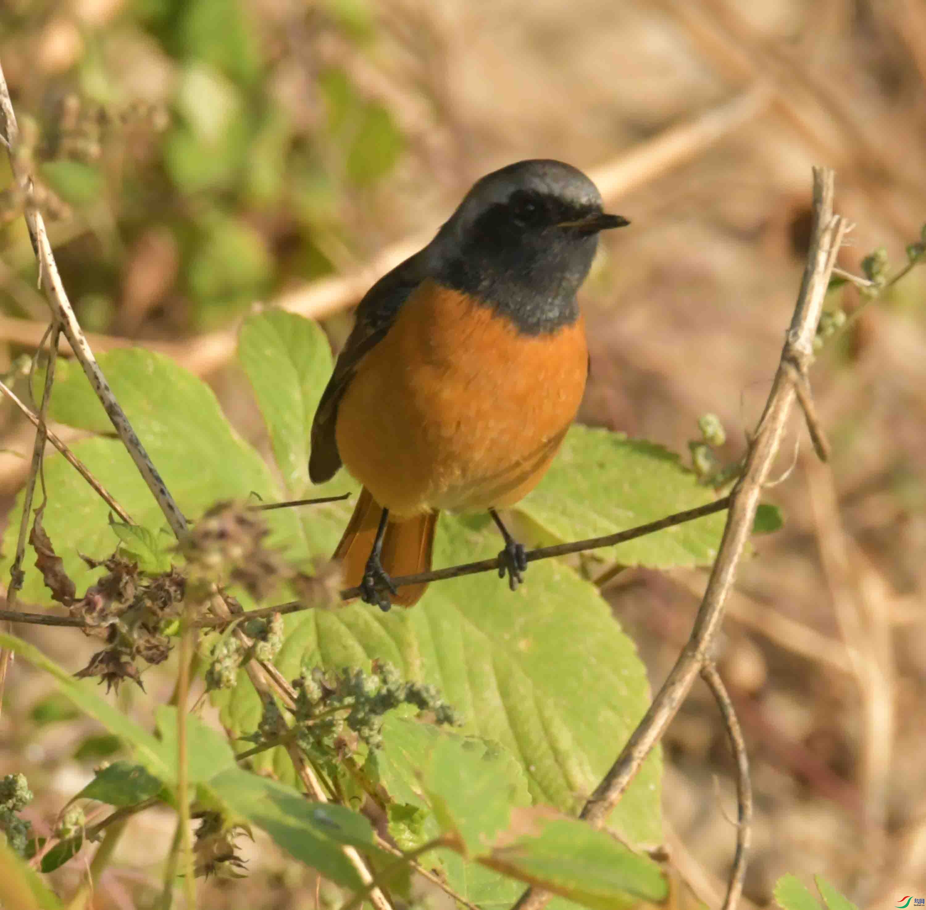 DSC_4526.JPG