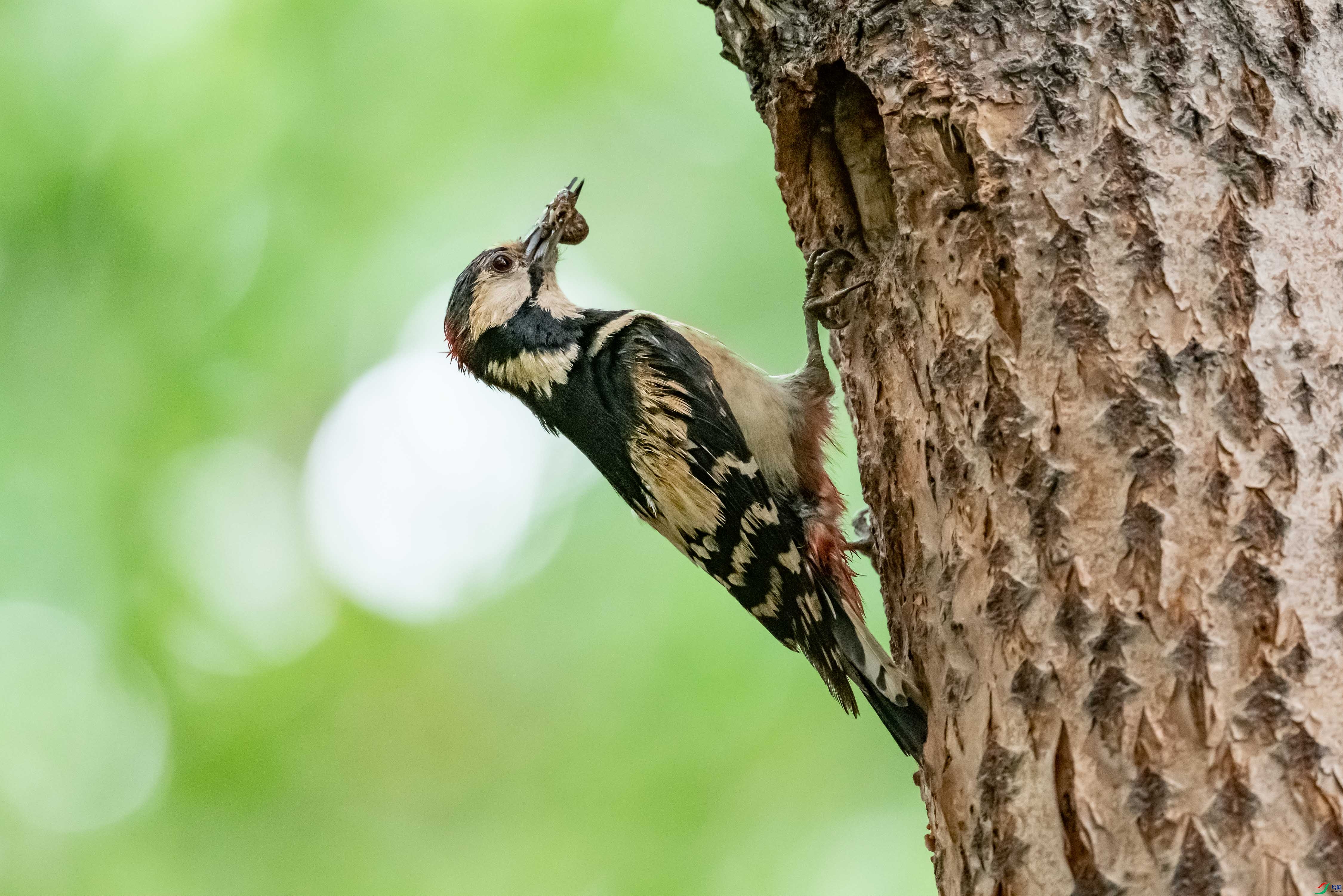 �����ľ��