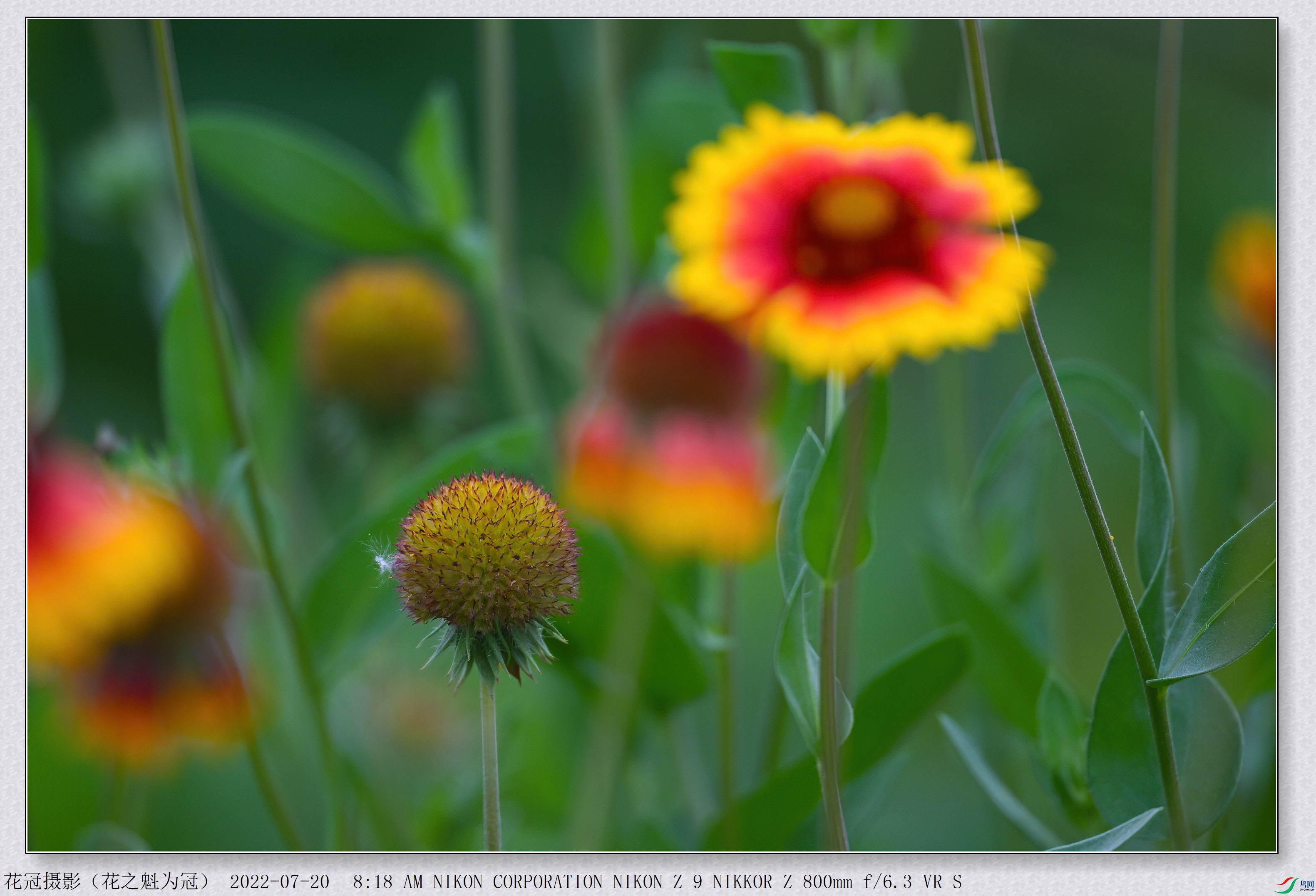DSC_9917B-1-DeNoiseAI-low-light_����.jpg