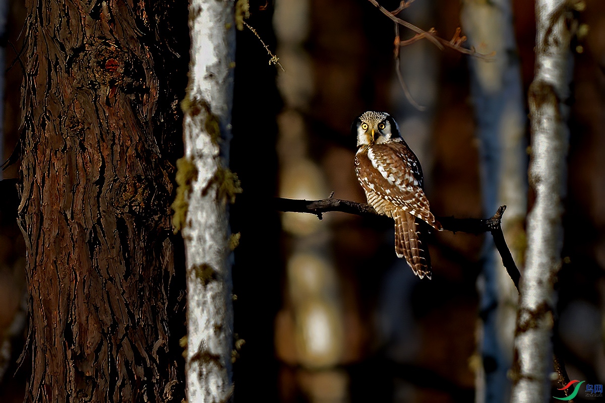 DSC_1348vvaa.jpg