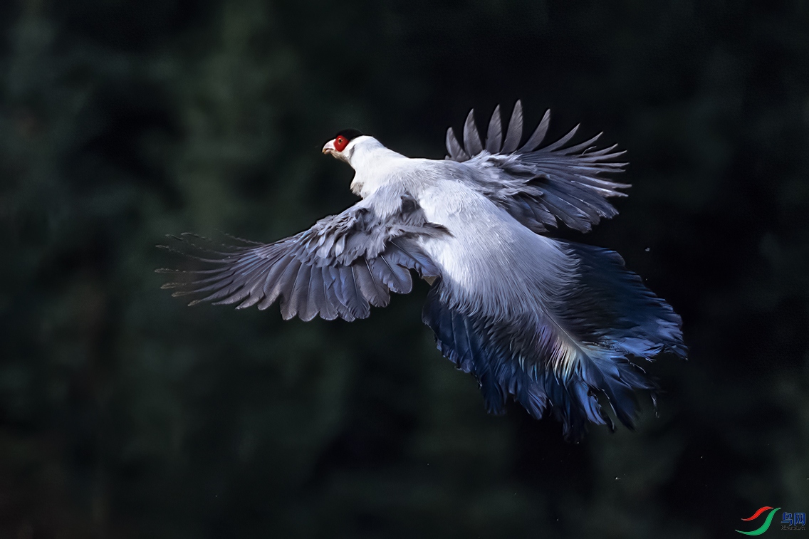 DSC_7782x.jpg