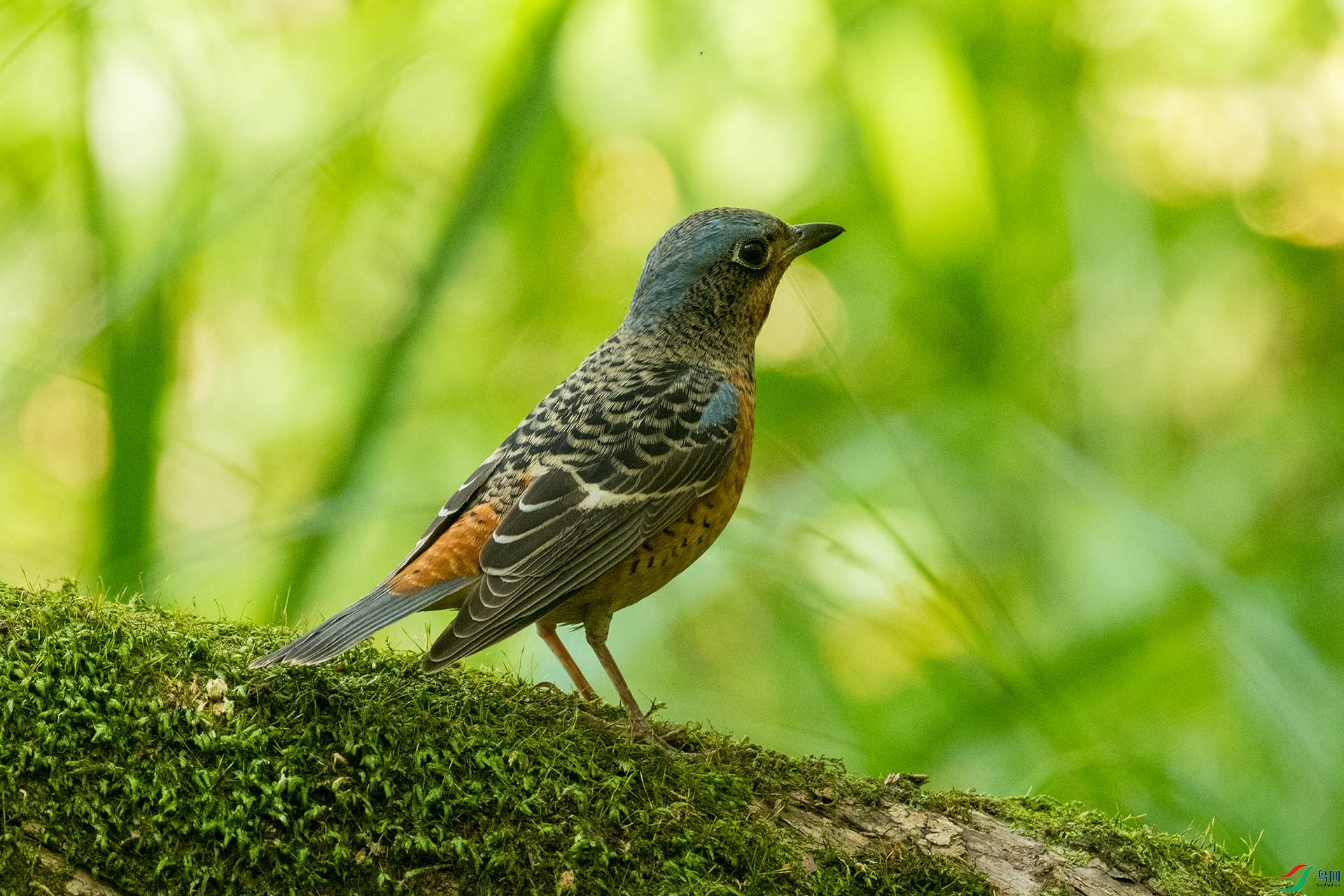 DSC_6730-1.jpg