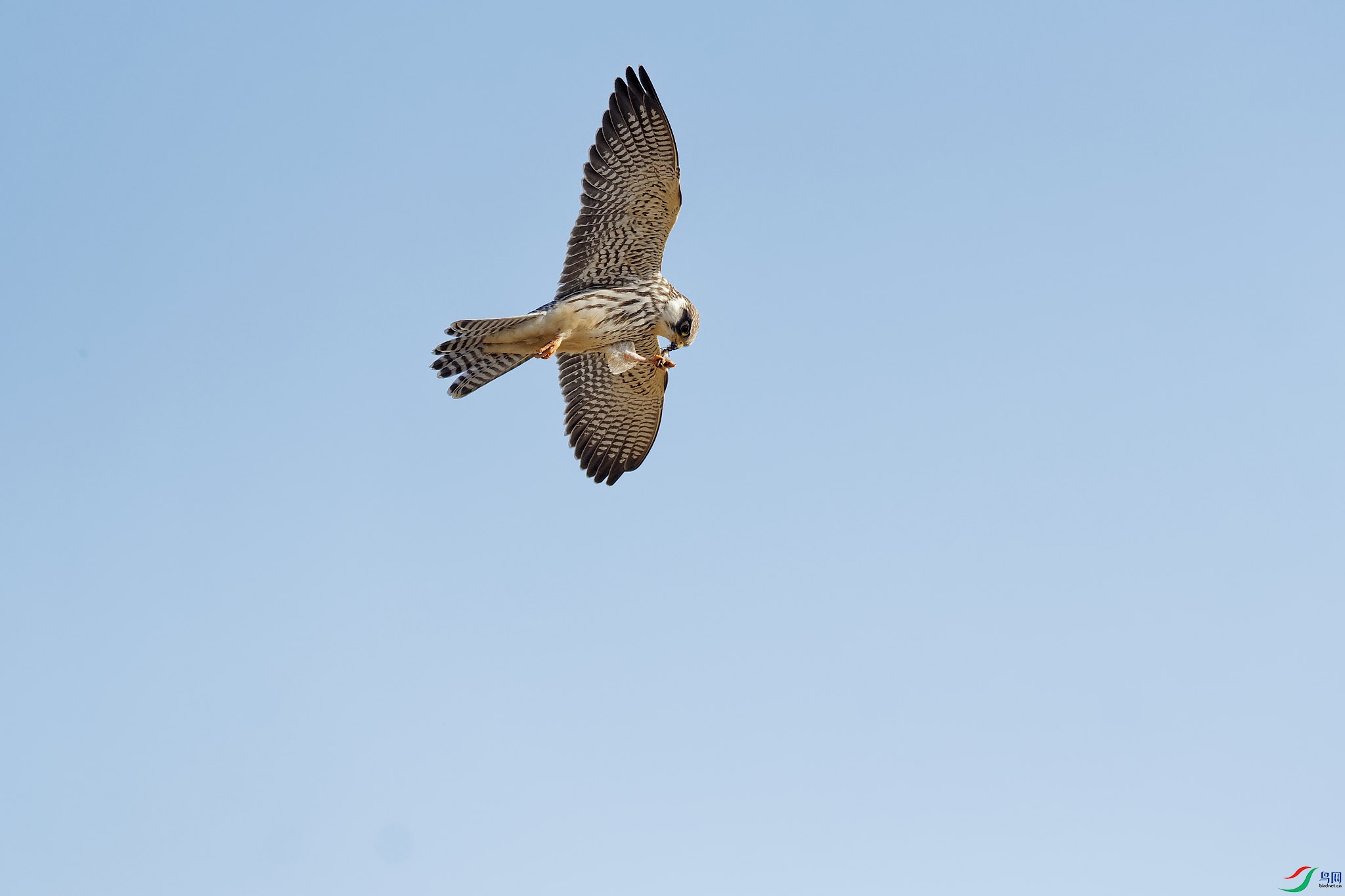 DSC_1866.jpg