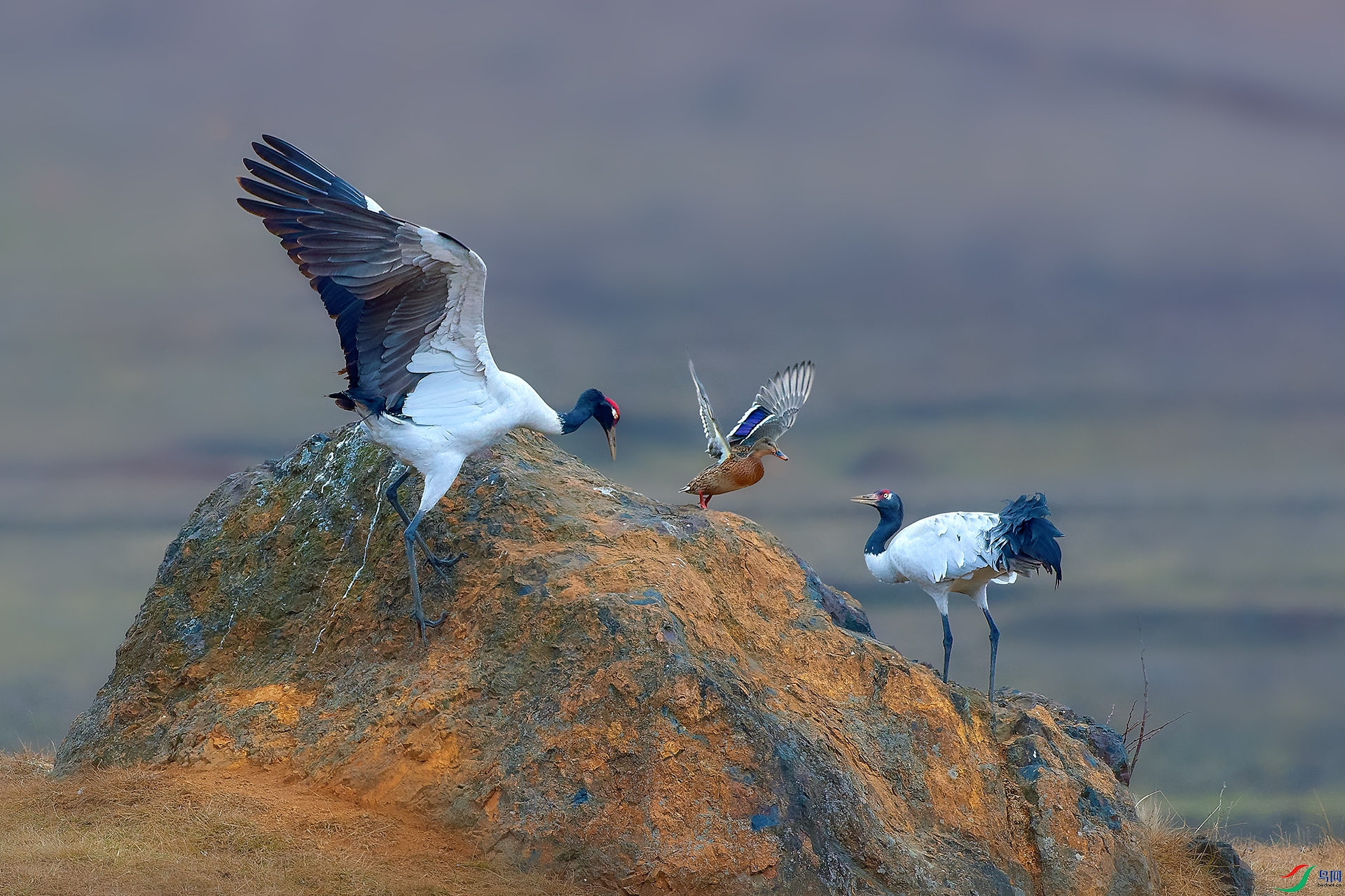 AV3I6412��-1 ����-HZW.jpg