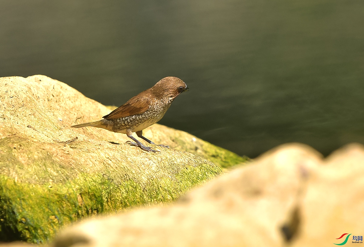 DSC_4495.JPG