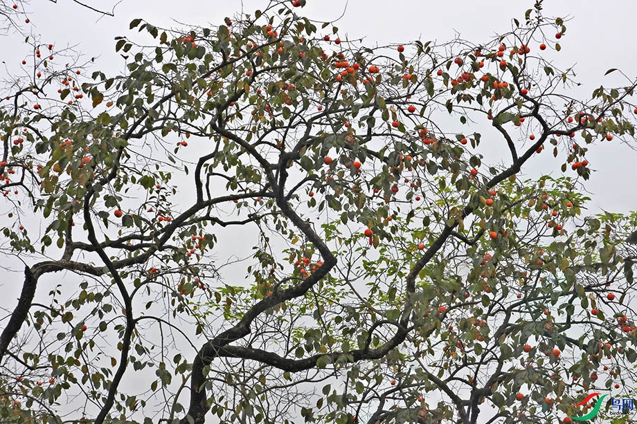 DSCN7118.jpg