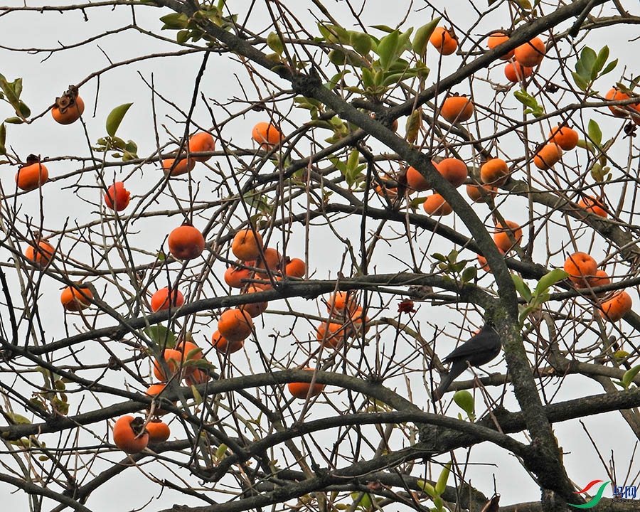 DSCN7129.jpg