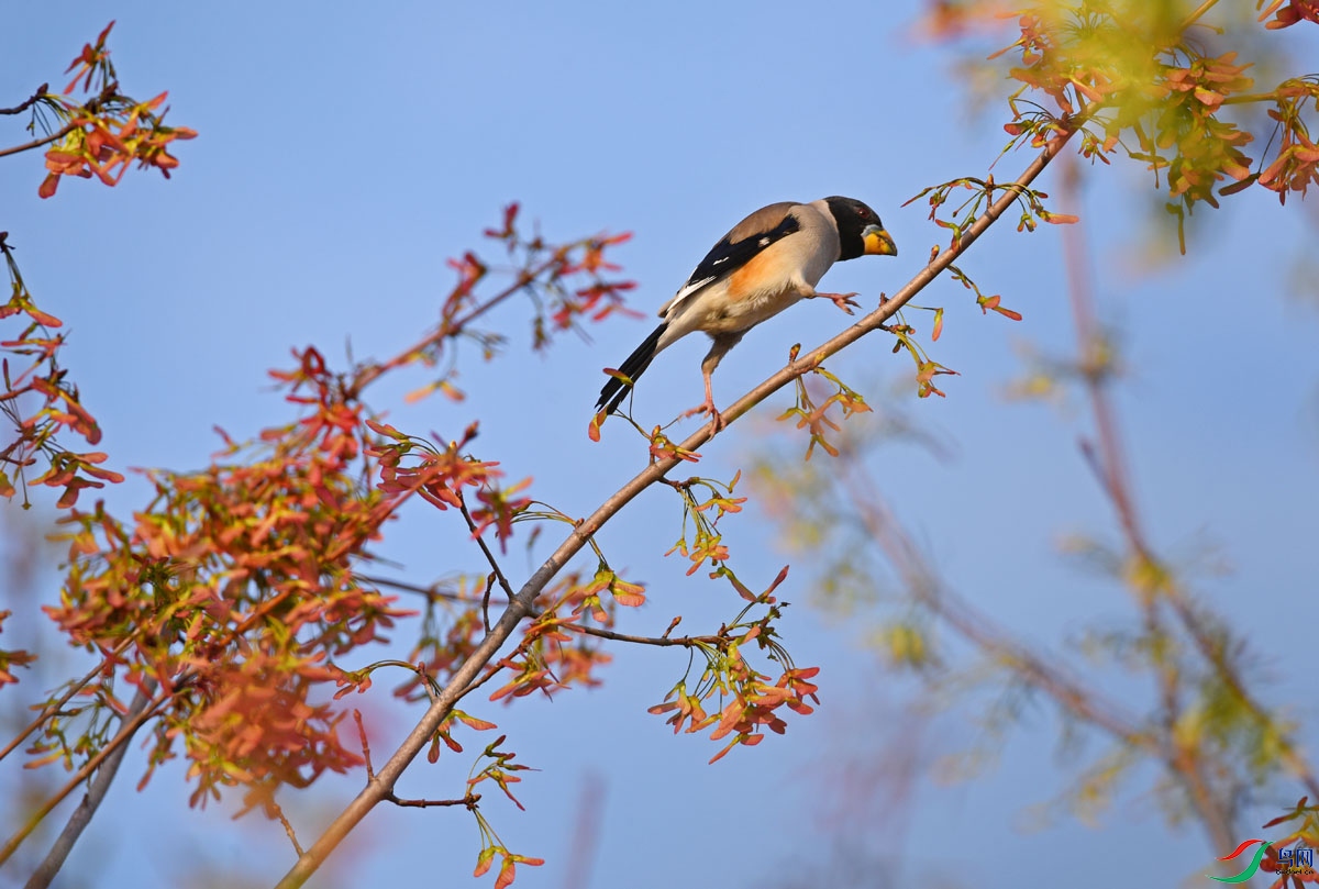 DSC_7750.JPG