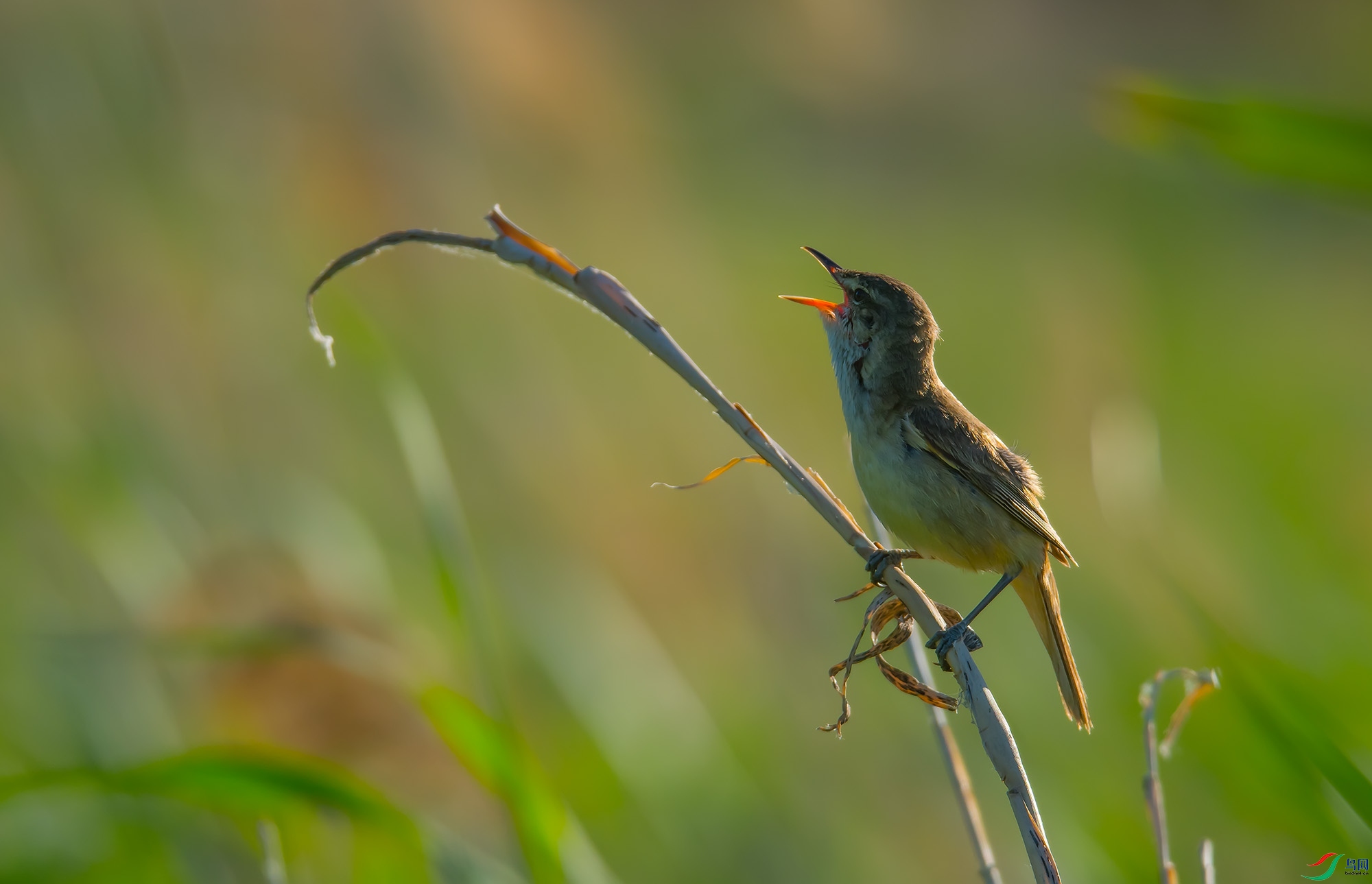DSC_1816.jpg