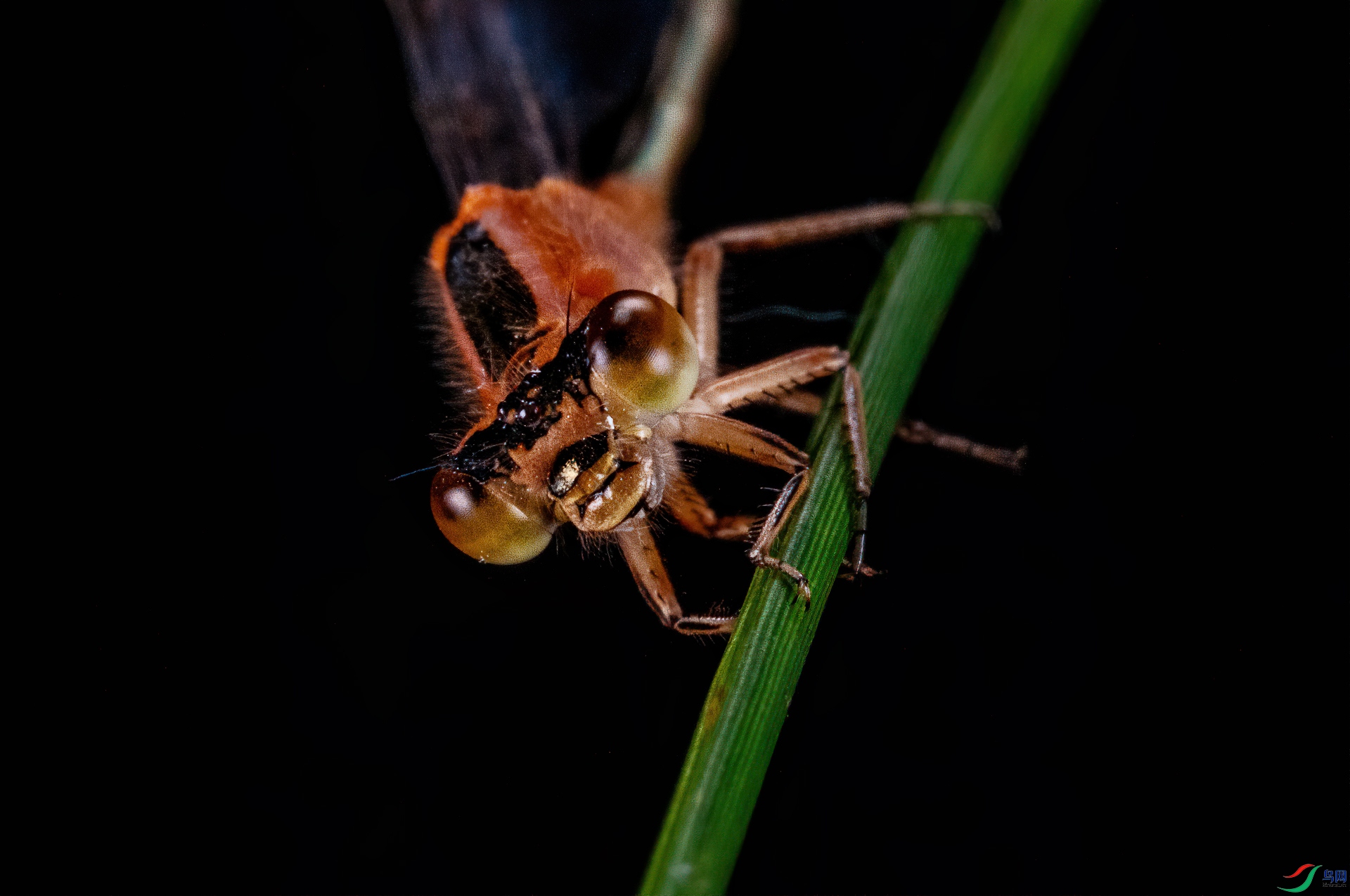 DSC_1157-1.jpg