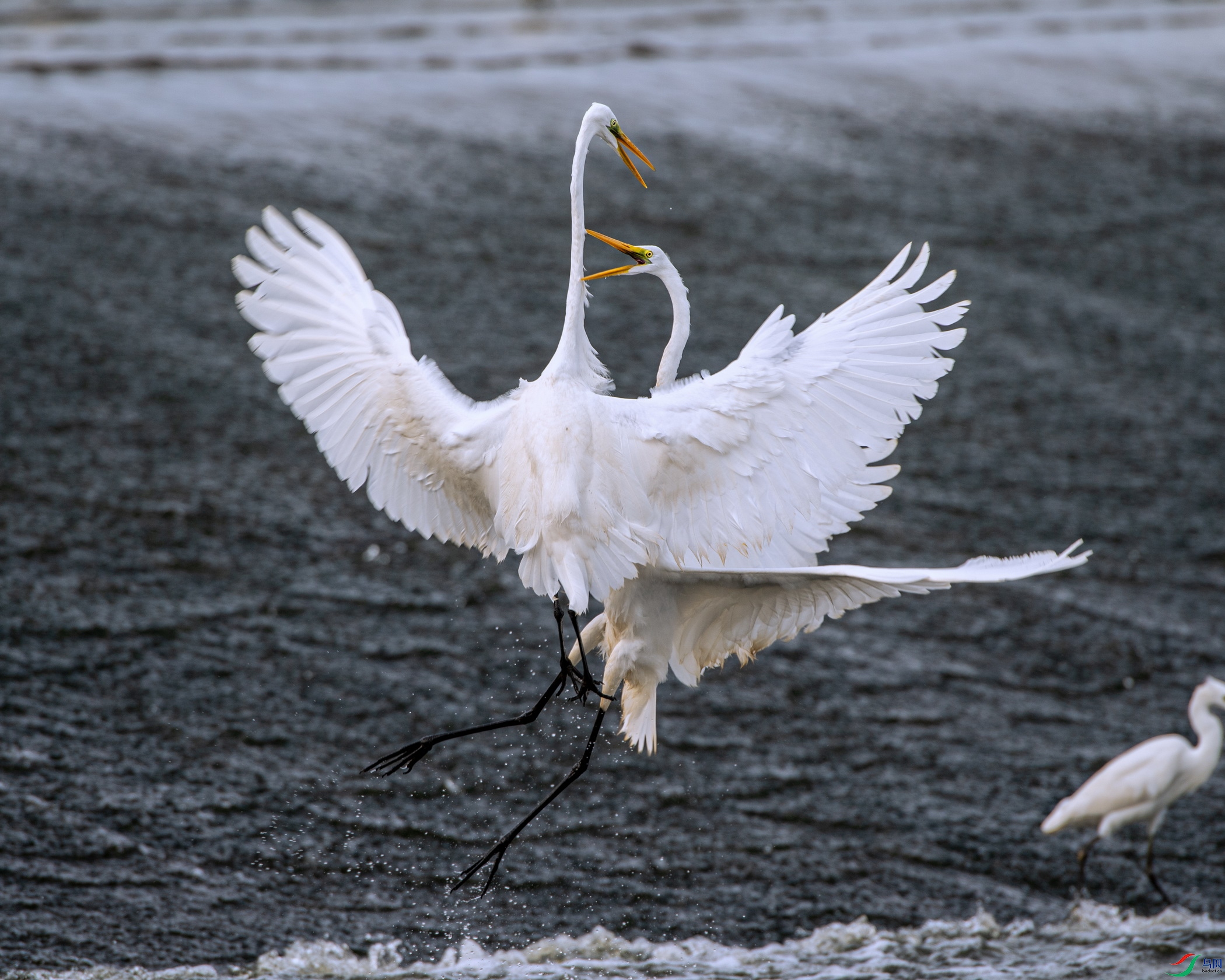 DSC_0904.jpg