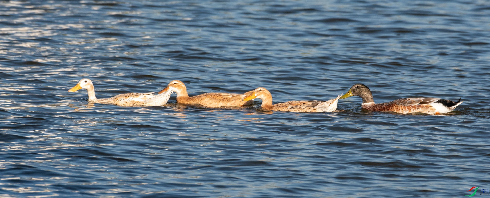 DSC_3083.jpg