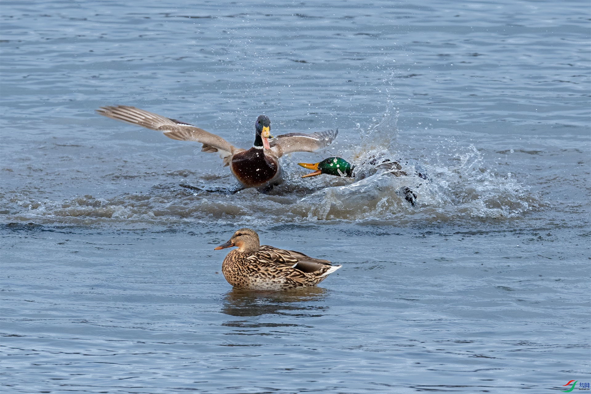 DSC_7247-3.jpg