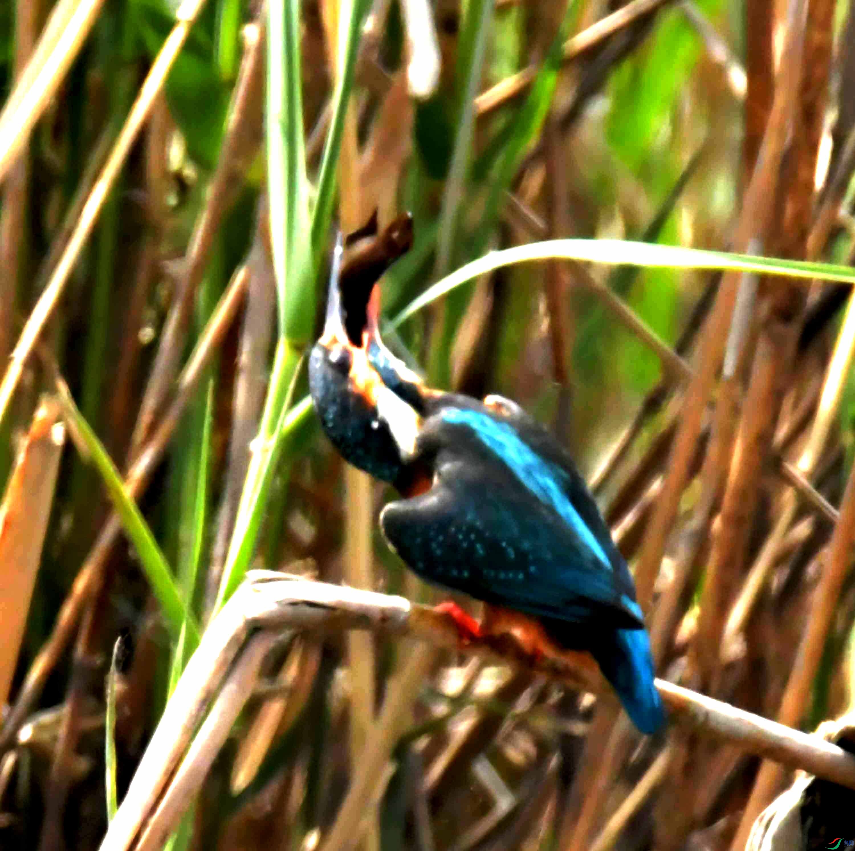 DSC_9292.JPG