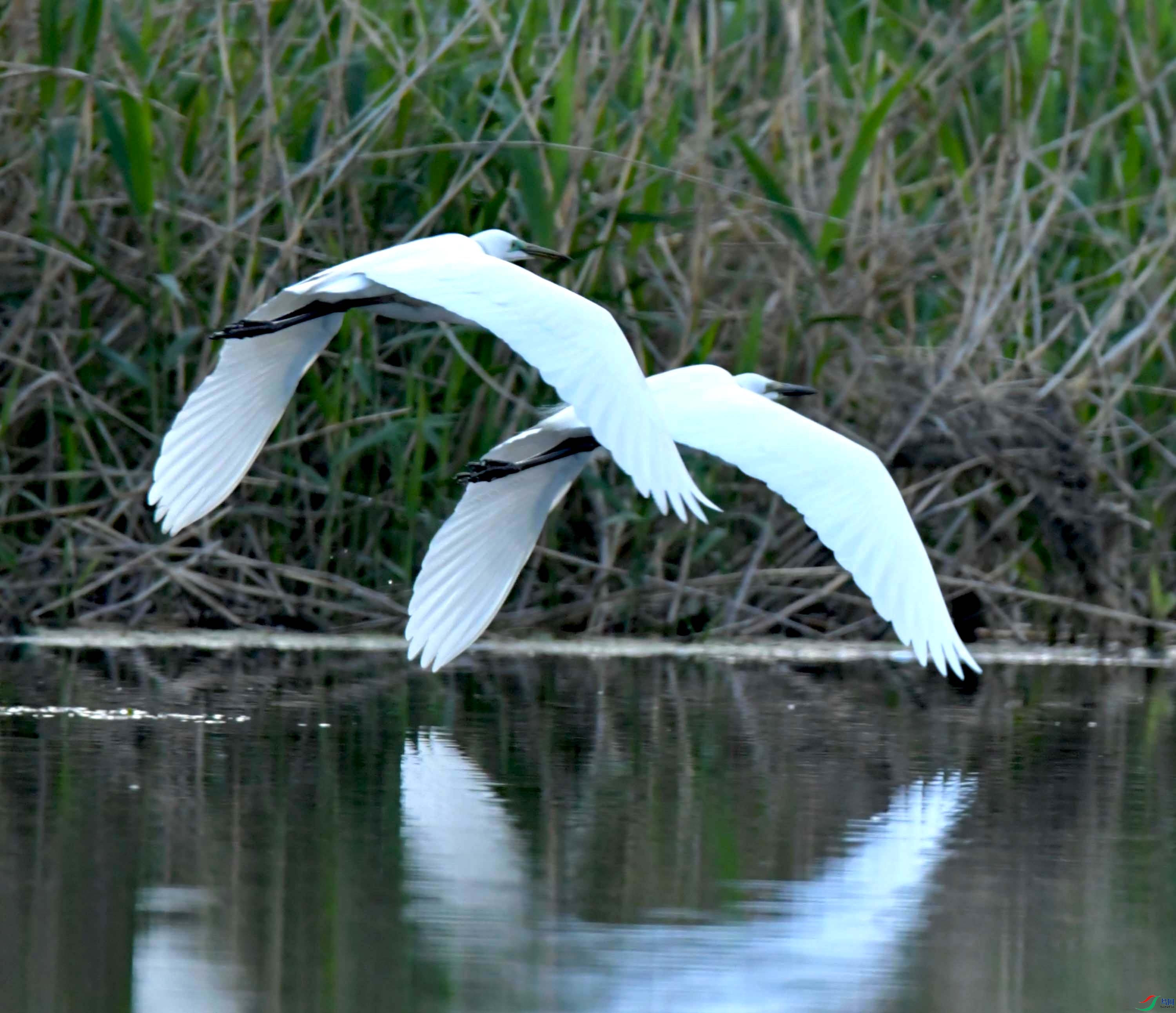 DSC_9643.JPG